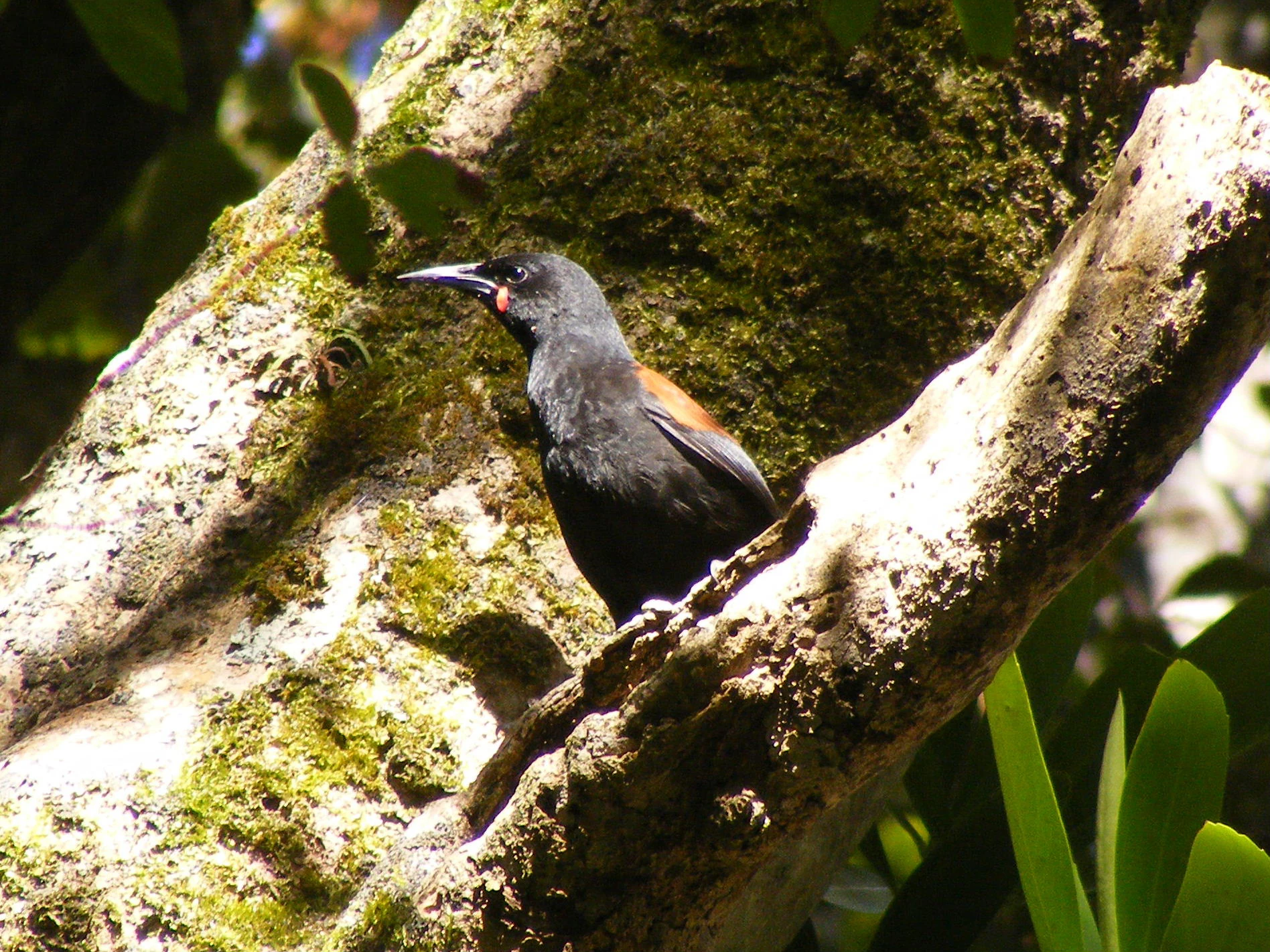 A South Island saddleback bird with black plumage and a chestnut-colored back perched on a moss-covered tree branch.