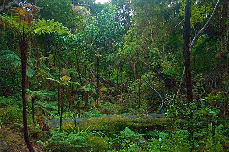 A dense, lush green temperate rainforest on Ulva Island featuring numerous tree ferns and mossy fallen logs.