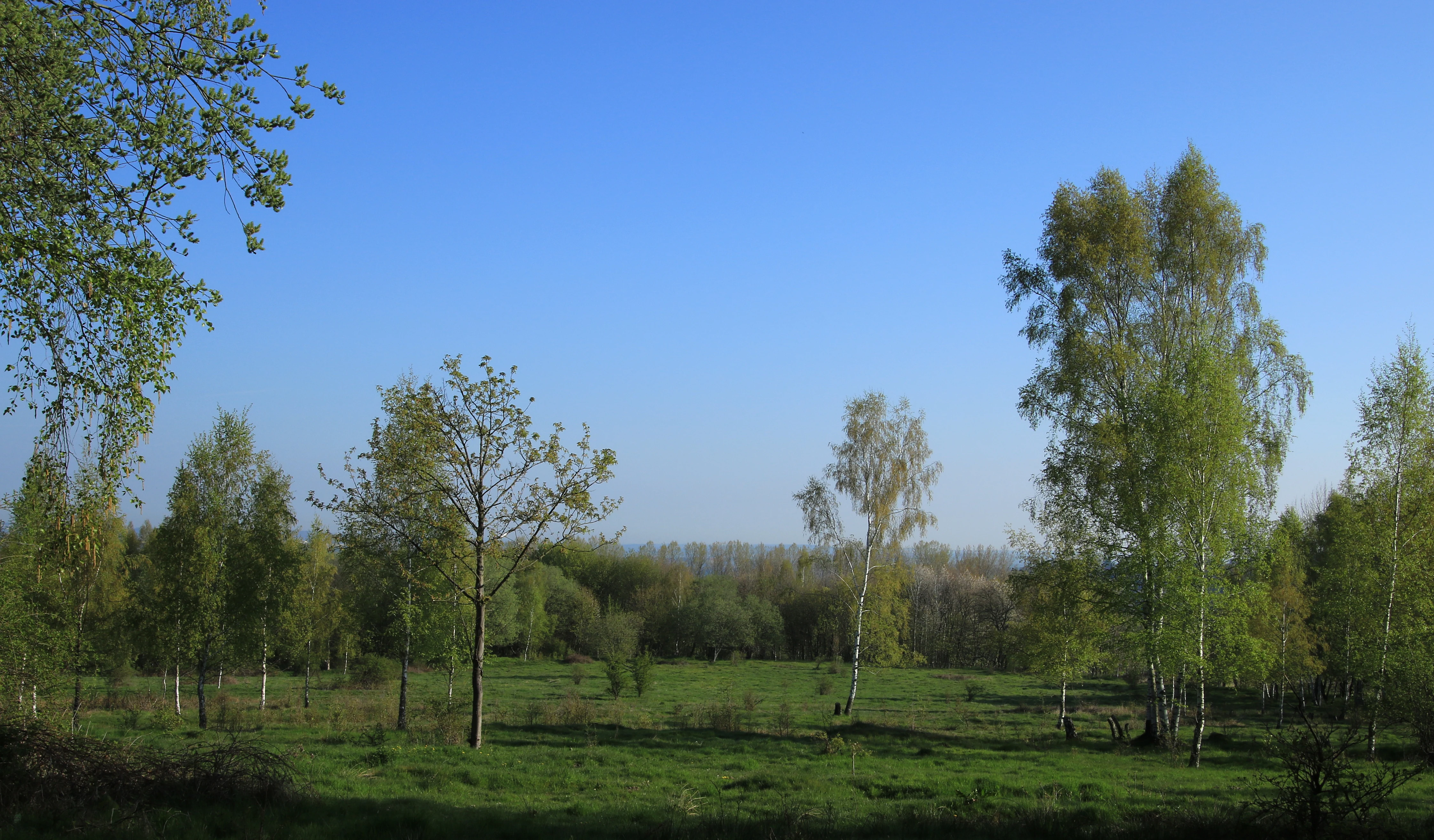 A sunny, open meadow landscape featuring scattered birch trees under a clear blue sky in the Um den Eibsee nature reserve.