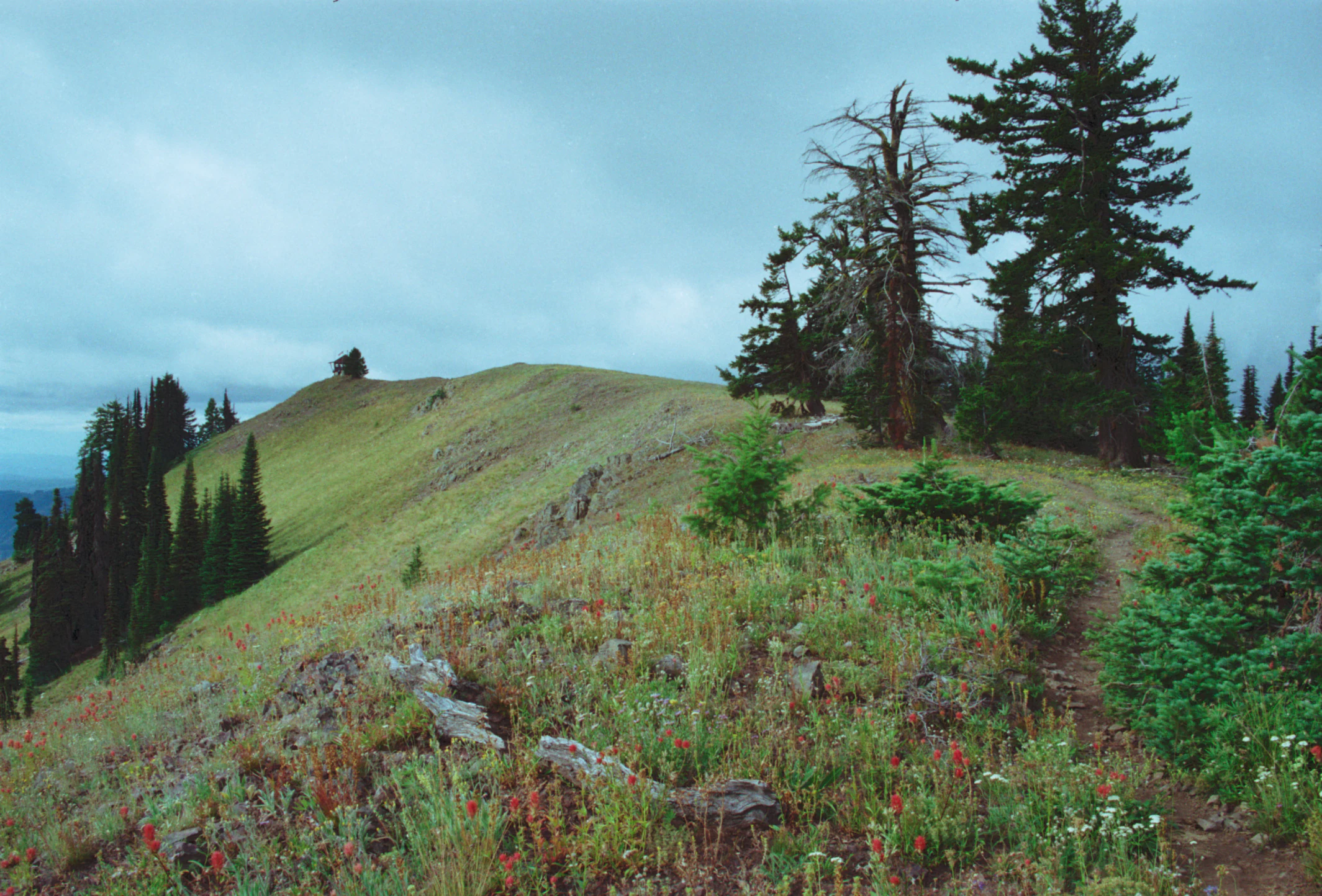 A grassy alpine meadow slopes upward toward a mountain ridgeline under a cloudy sky, with pine trees in the background and a dirt trail in the foreground.