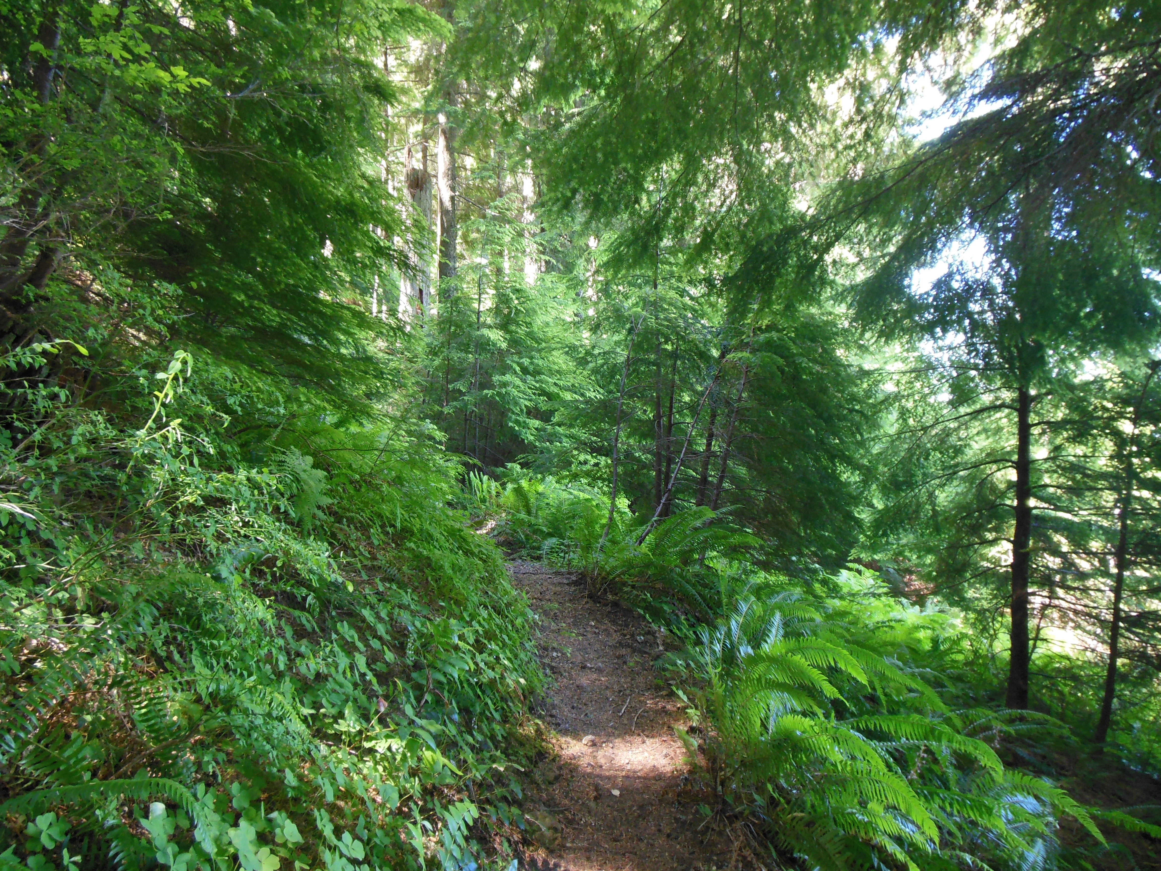 A narrow dirt hiking trail curves through a dense temperate forest with large ferns and tall evergreen trees.