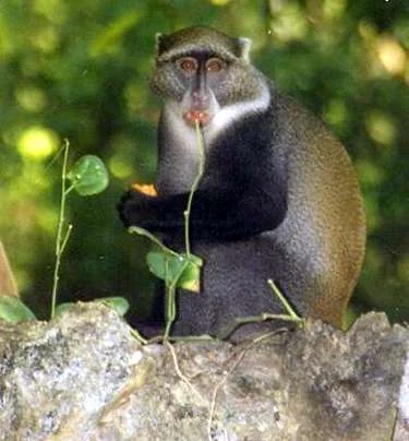 Un mono de Sykes sentado sobre una roca cubierta de musgo, sosteniendo y comiendo un pequeño trozo de fruta en un entorno forestal.