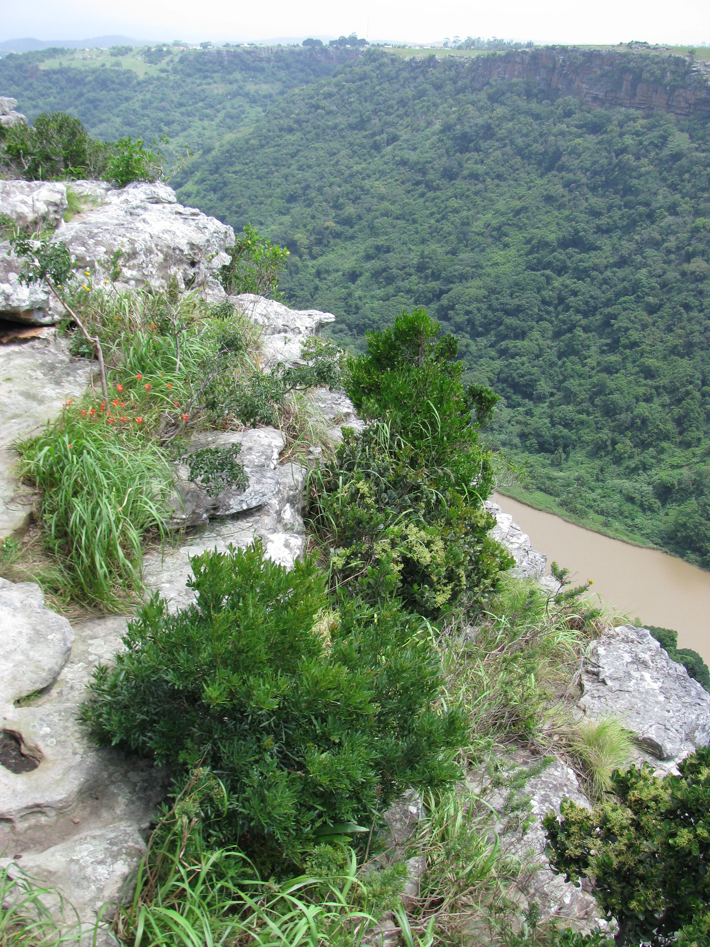 Una vista en ángulo alto desde el borde de un acantilado rocoso hacia un profundo desfiladero fluvial densamente cubierto de vegetación verde.