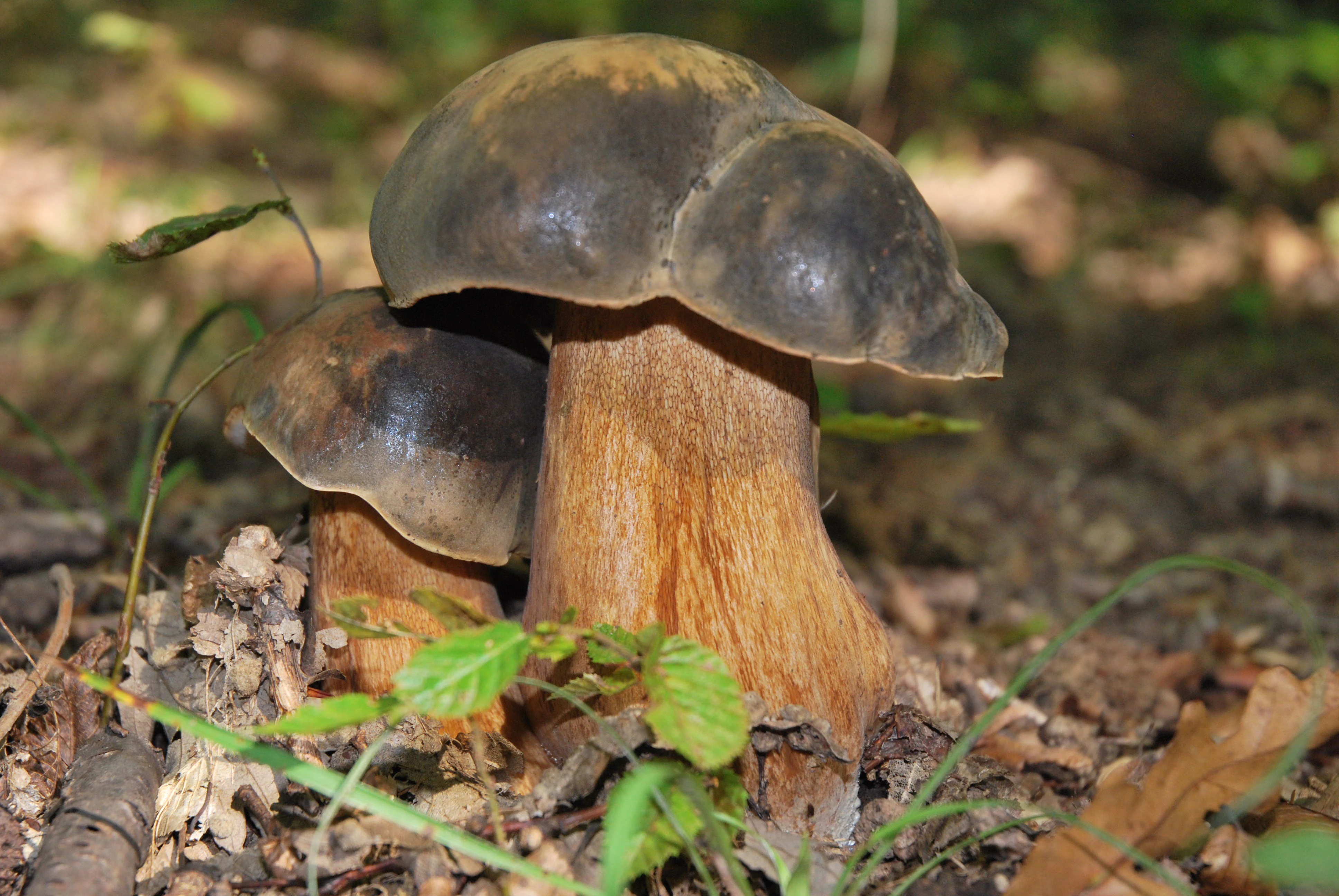 Close-up of two black bolete mushrooms with brown stems on forest floor among leaves and small plants