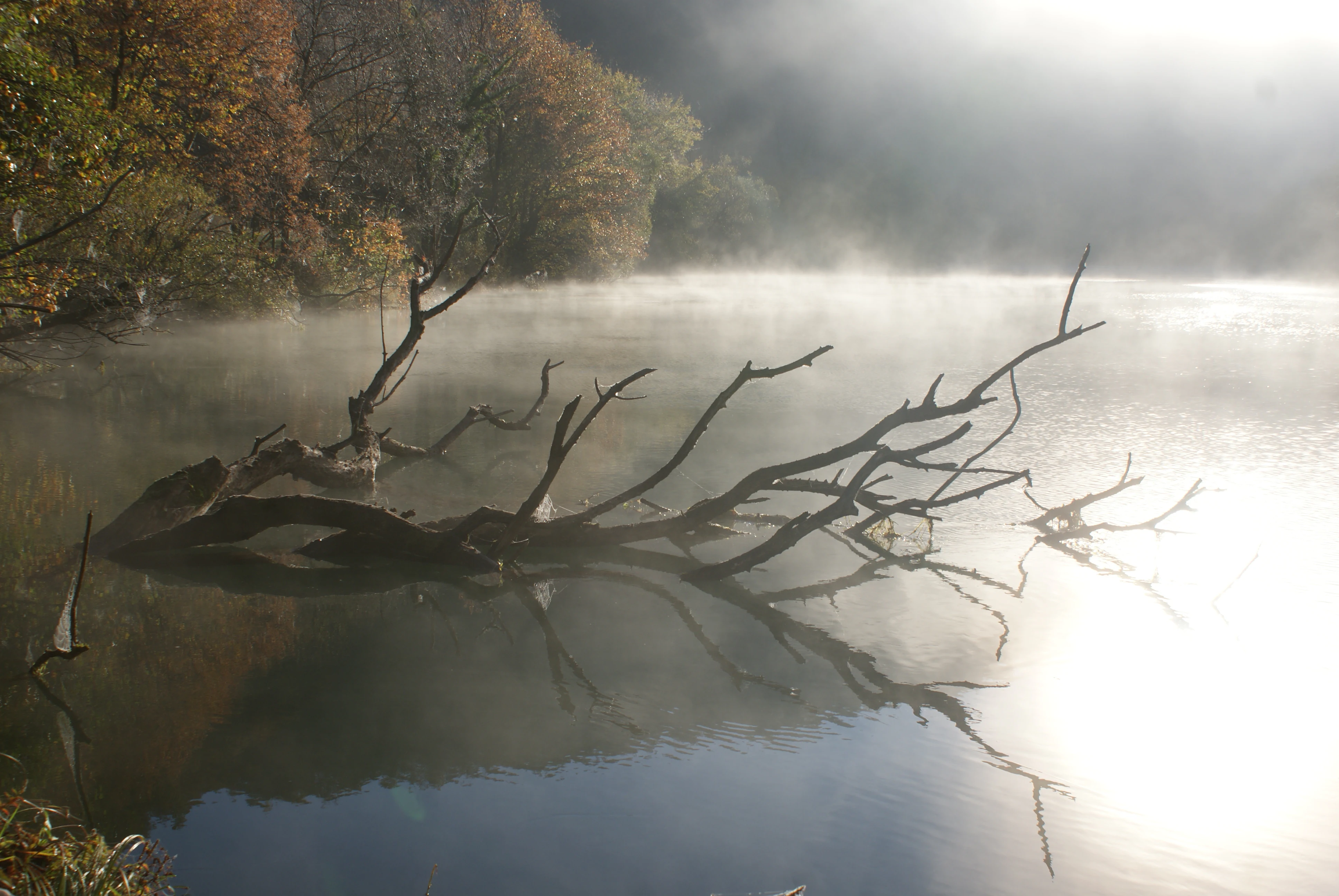 A river scene with a dead tree trunk partially submerged in water, mist rising over the surface, and autumn-colored trees in the background