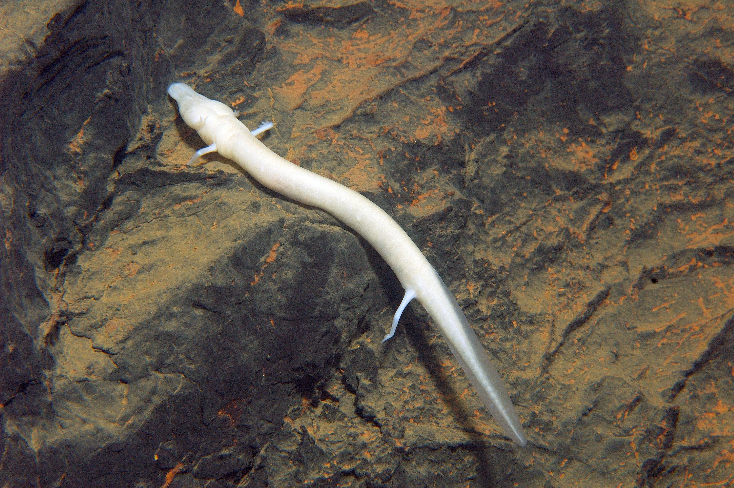A pale, elongated amphibian with visible limbs clinging to a textured rocky surface