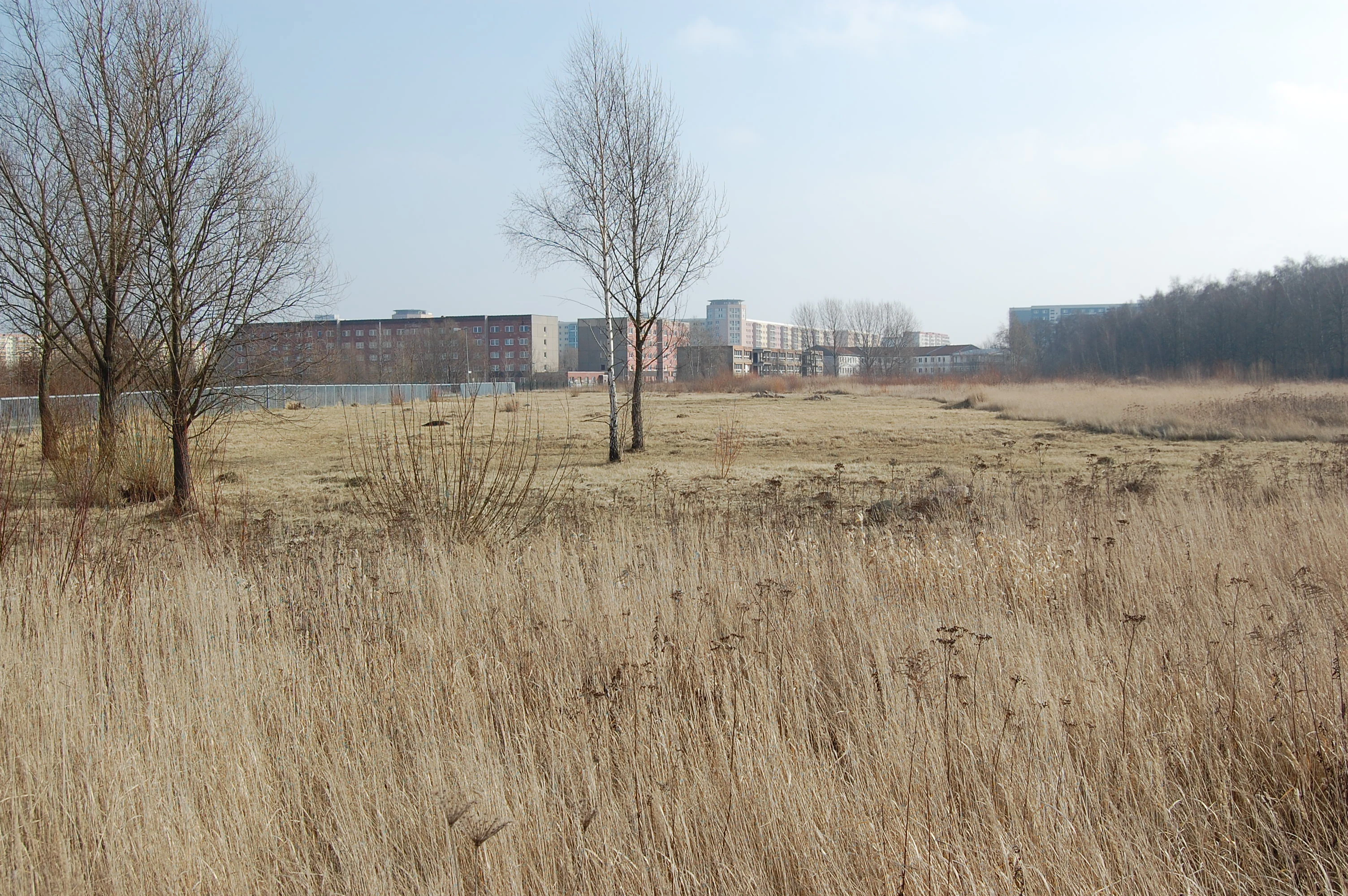 A wide, flat field of dry, tall grass in the foreground and midground, with a few bare trees and apartment buildings in the background under a pale sky.