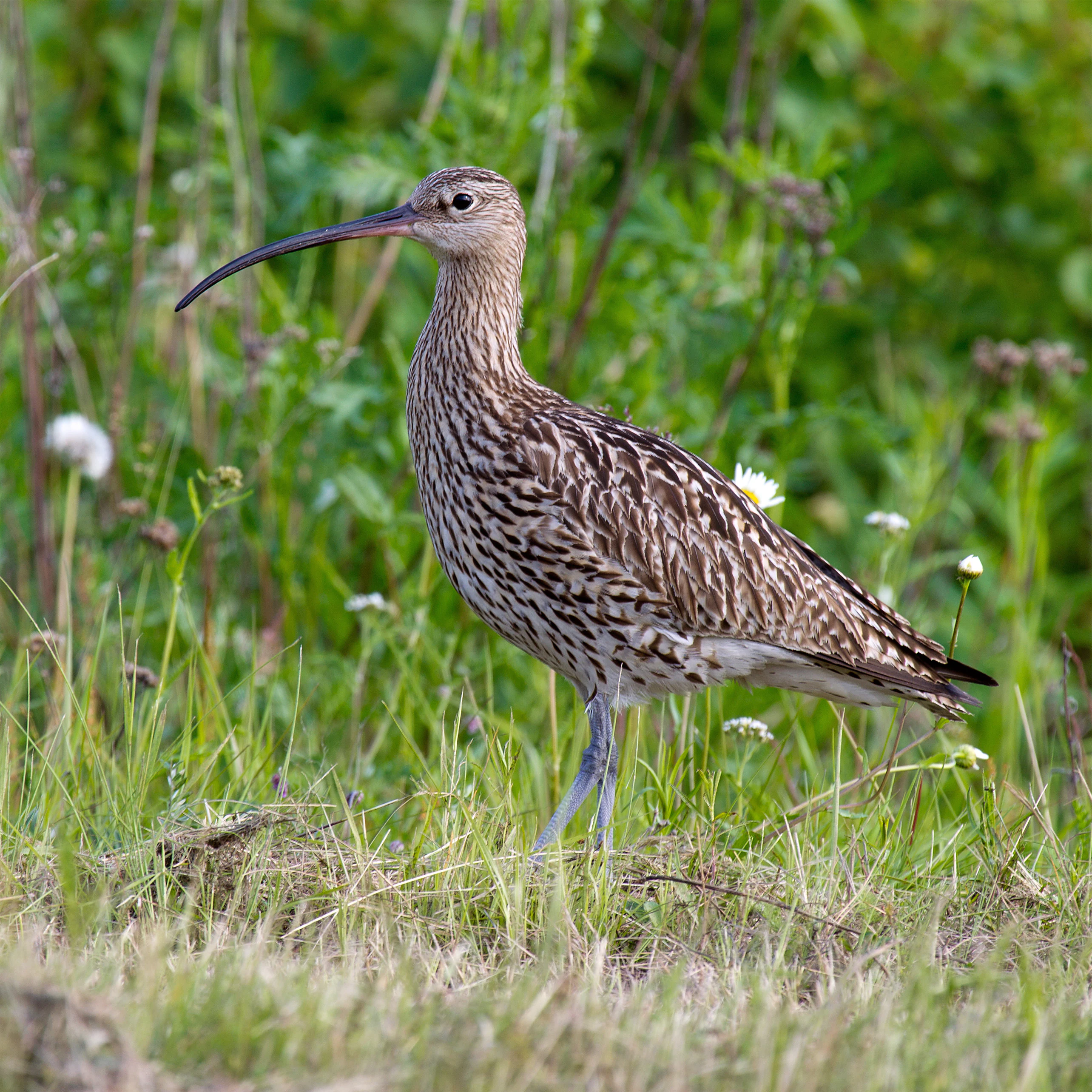 A Eurasian curlew, a bird with long downward-curving beak and brown mottled feathers, stands in a grassy field.