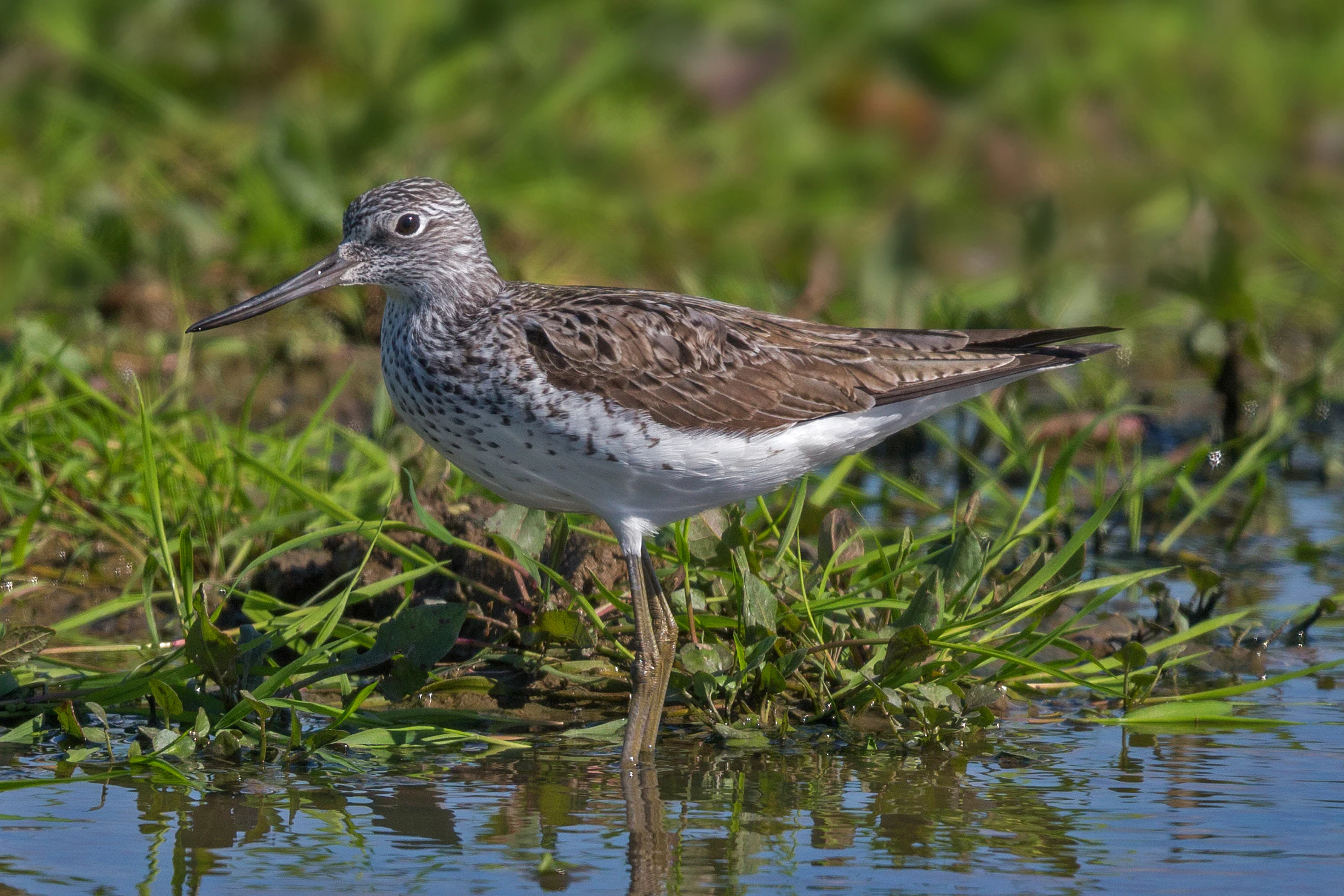 A common greenshank wading in shallow water with green vegetation in the background.
