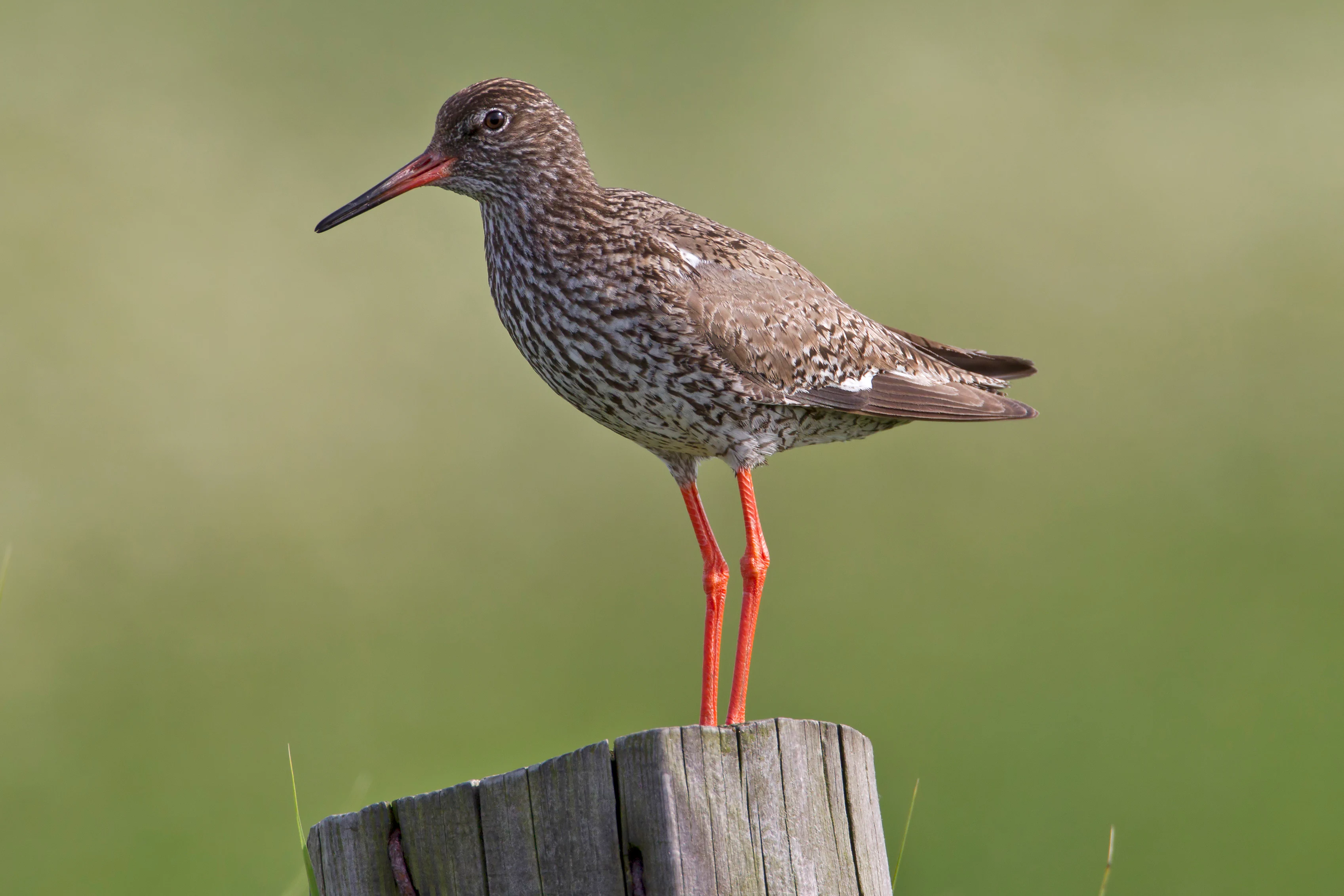 A Common Redshank bird with mottled brown plumage and bright orange-red legs standing on a weathered wooden fence post against a blurry green background.