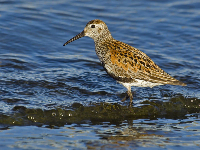 A dunlin, a small wader bird with mottled brown and orange plumage and a long, slightly downcurved bill, standing in ripples of blue water.