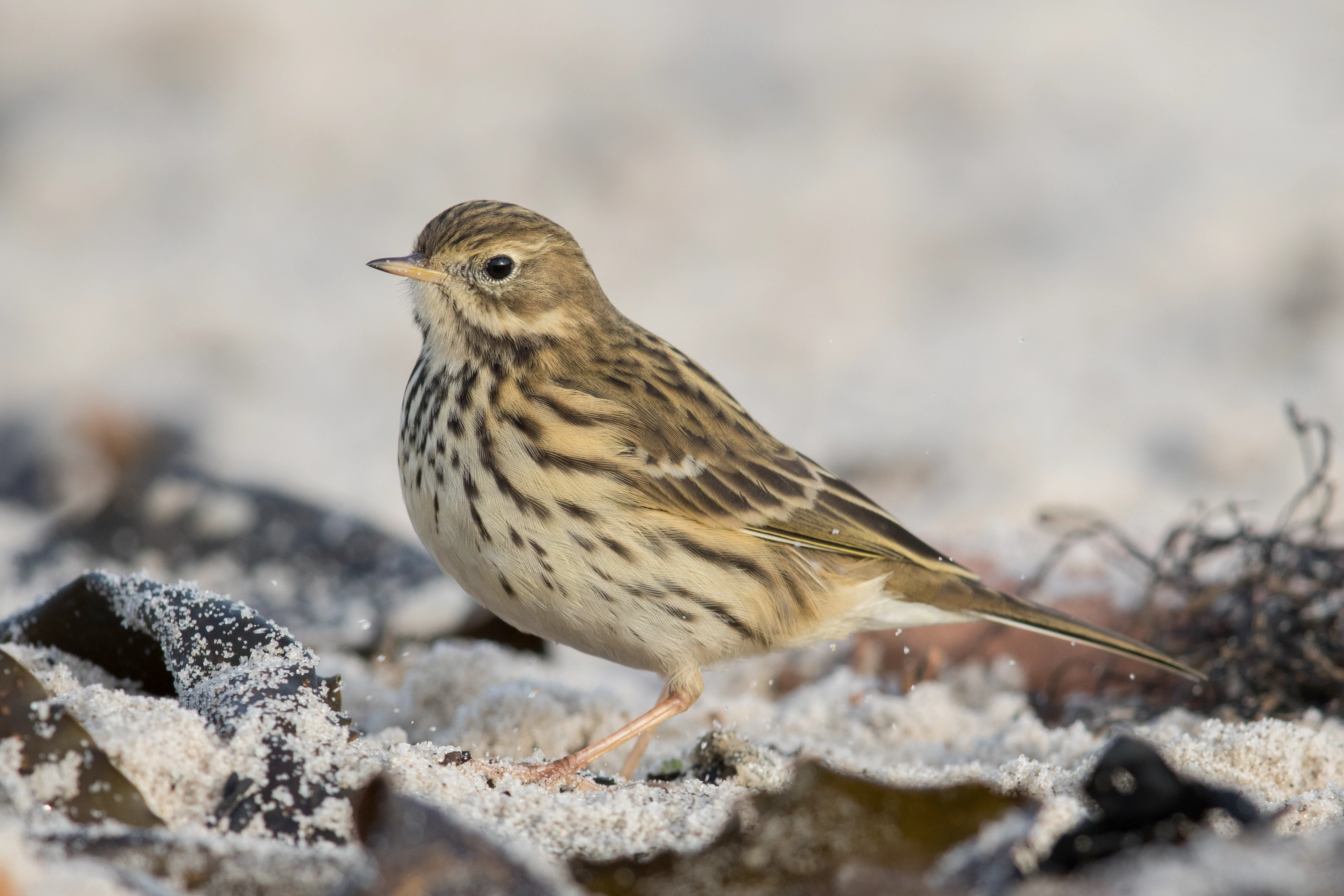 A small bird with brown and tan streaked plumage, identified as a meadow pipit, standing on light-colored sand with dark seaweed fragments in the foreground.