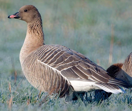 Side profile of a pink-footed goose standing in frost-covered grass.