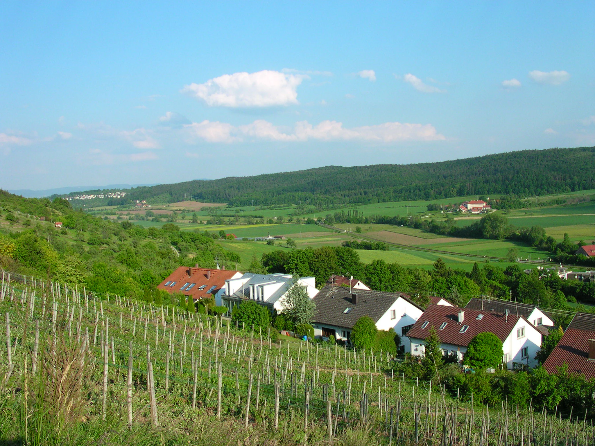 A sunny landscape view looking down over a vineyard with wooden stakes in the foreground, with residential houses, green agricultural fields, and a forested ridgeline in the background.
