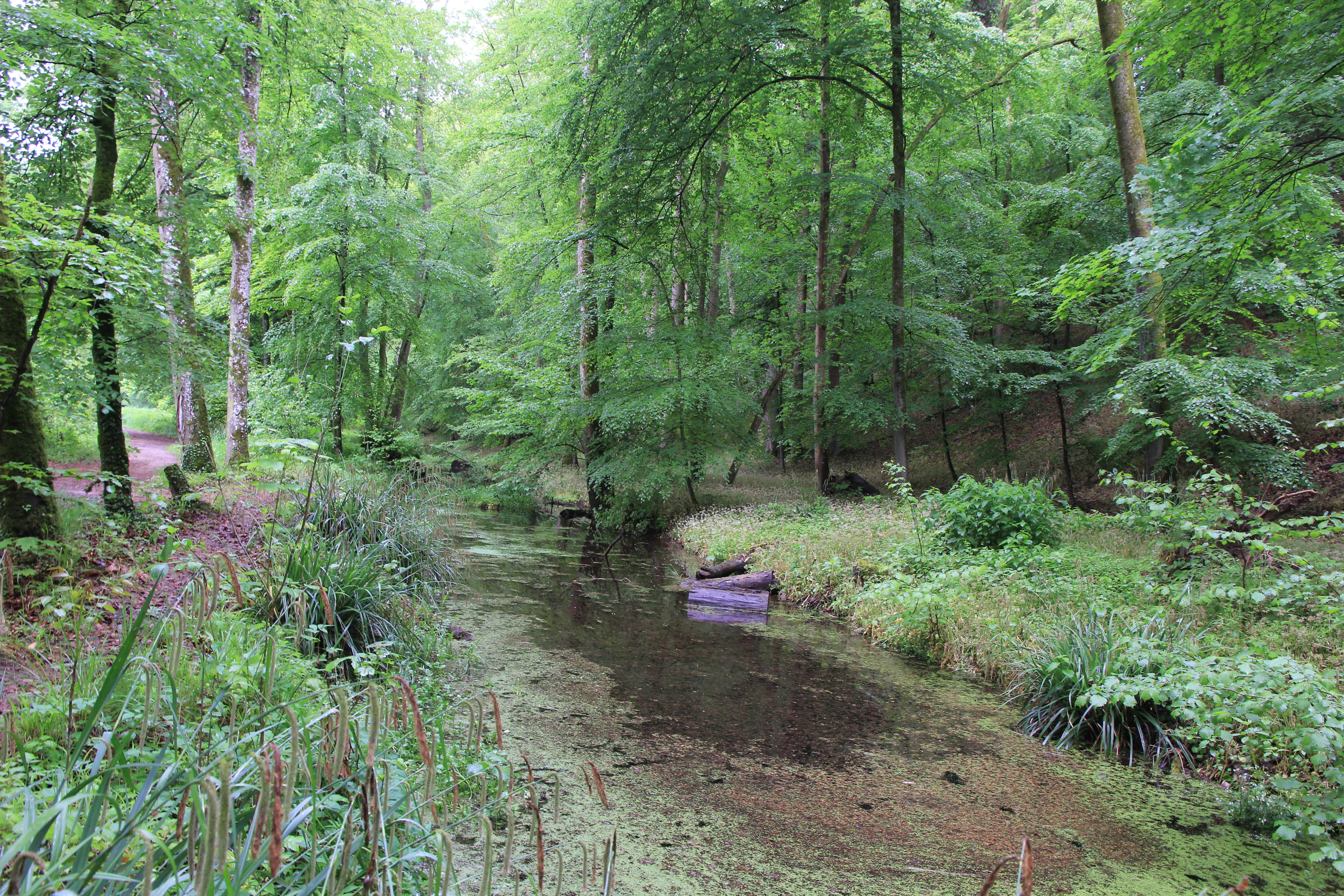A small, slow-moving stream with duckweed and vegetation winds through a lush, green deciduous forest.