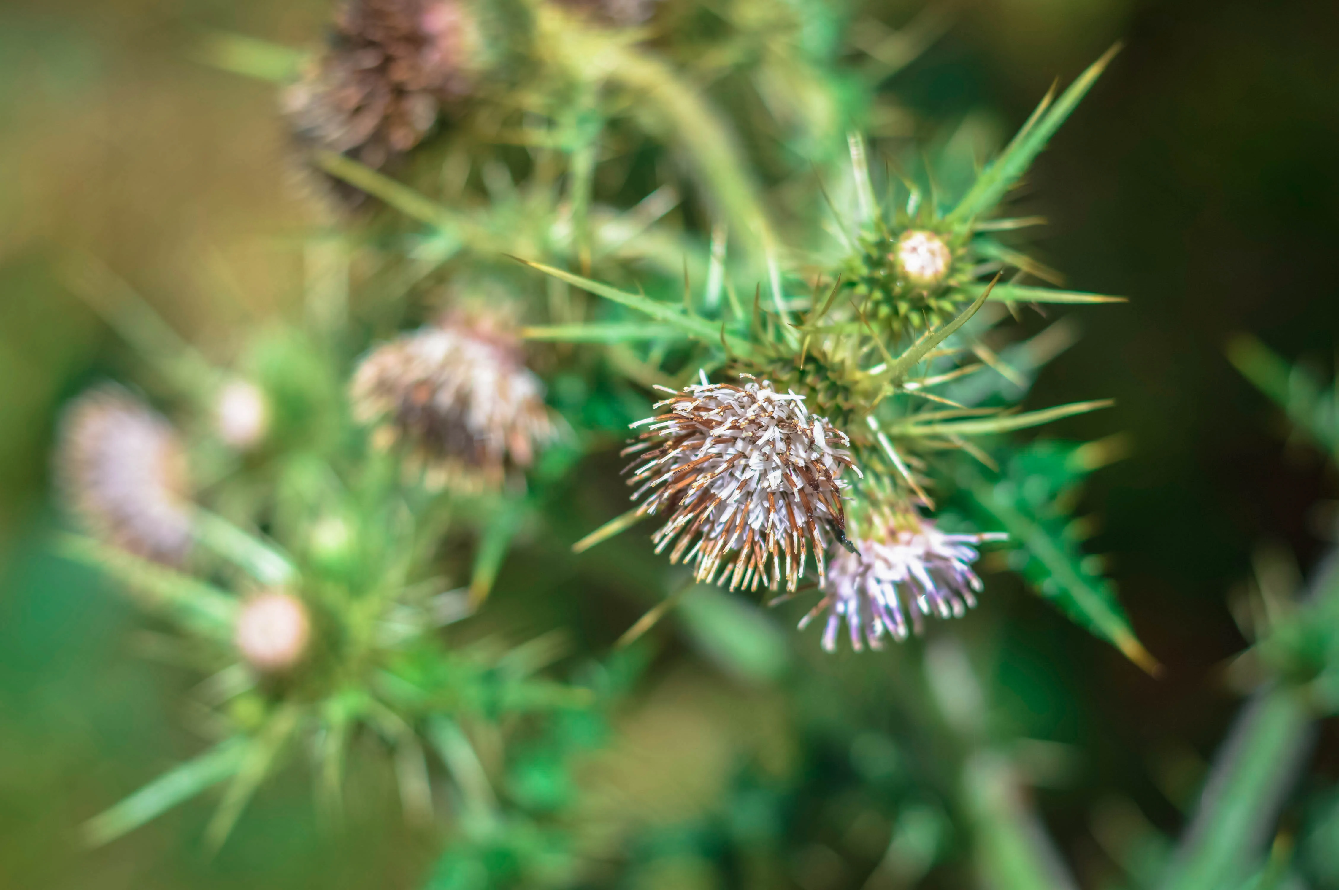 A close up view of a spiky, thistle-like plant with pale purple flower heads in bloom.