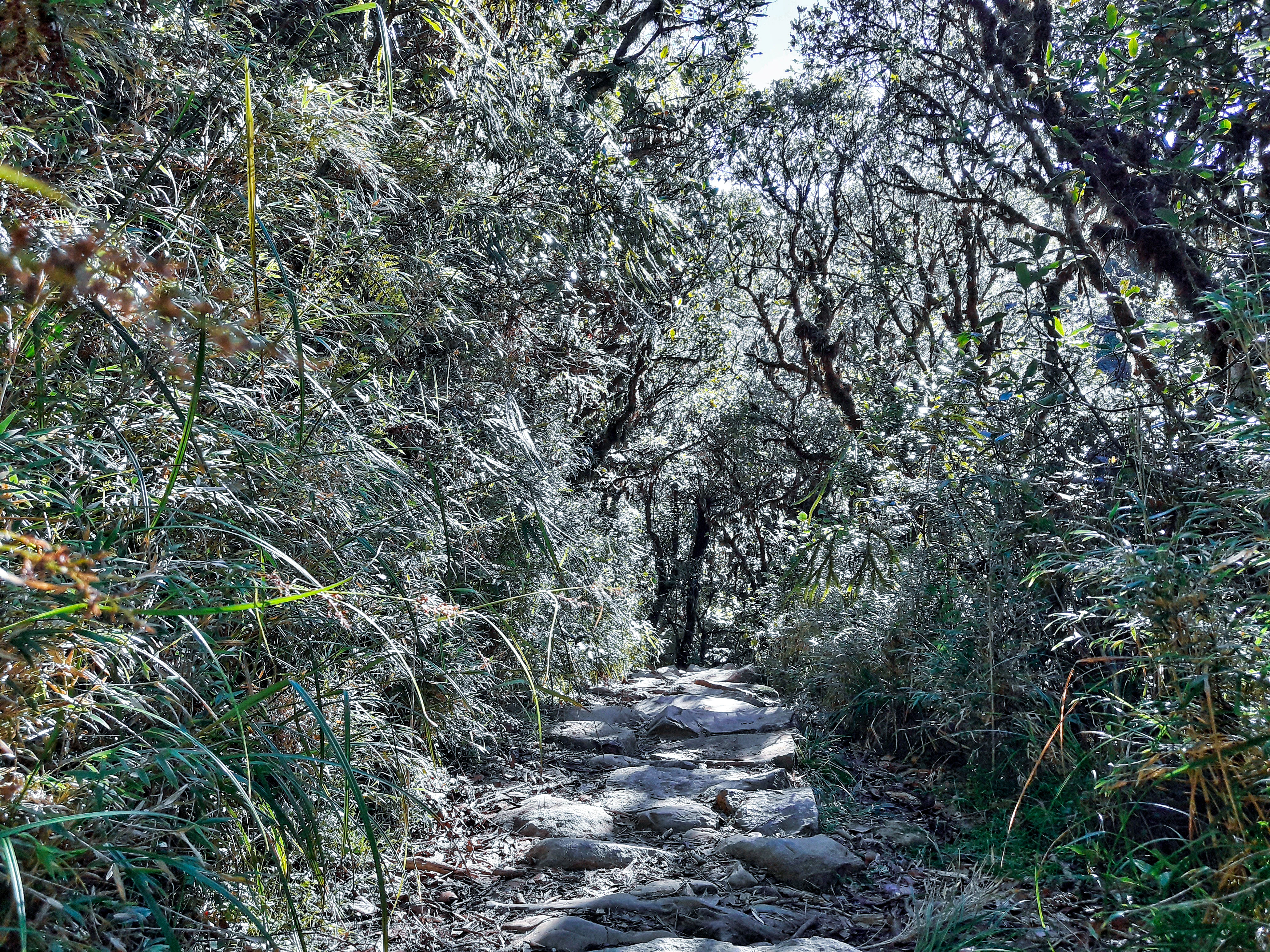 A narrow, rocky dirt hiking trail curves through a dense, green forest with trees arching over the path, casting filtered sunlight on the ground.