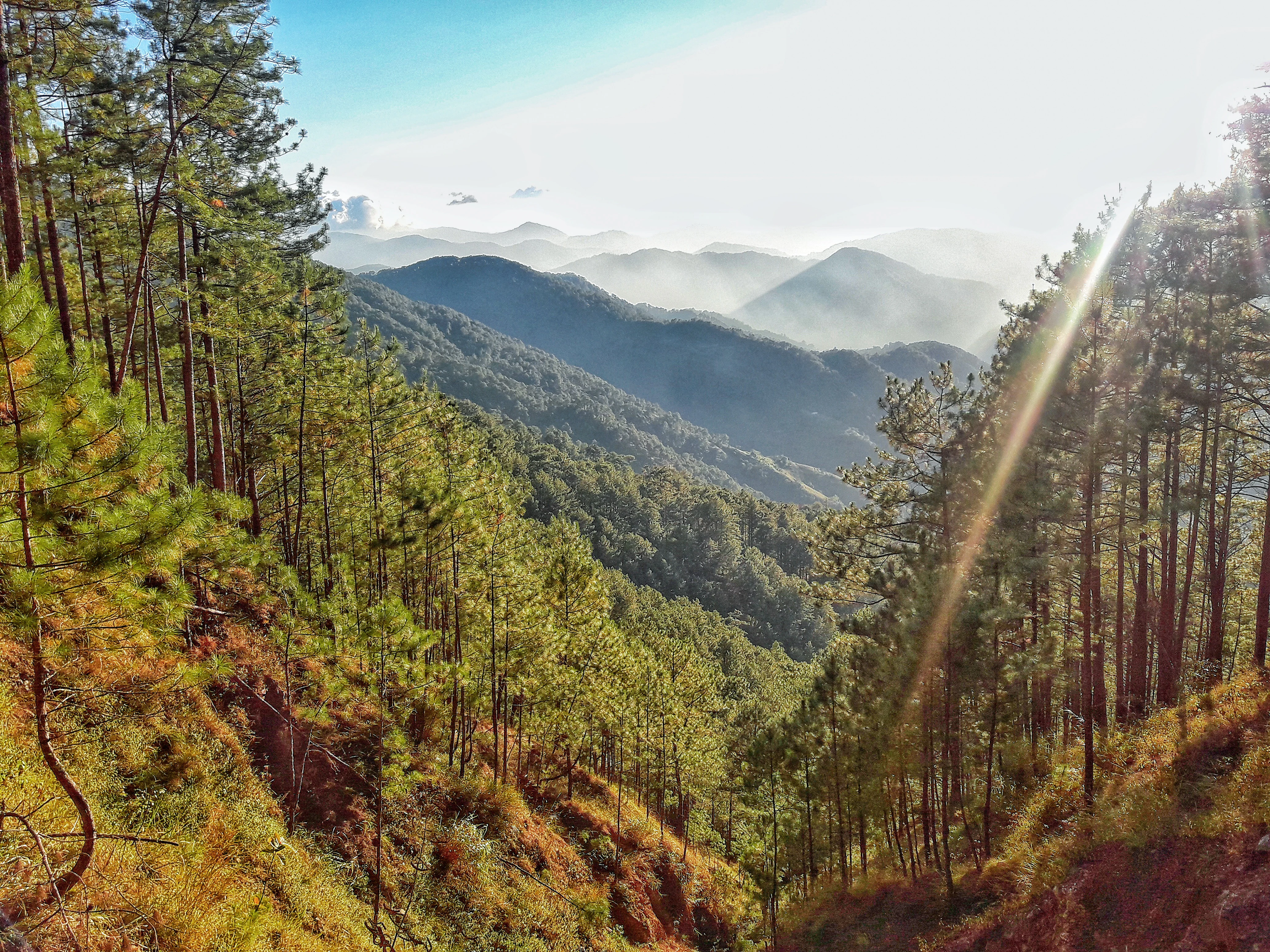 A high-angle view looking over a forested valley filled with pine trees, with layers of misty mountain ridges fading into the distance under bright sunlight.