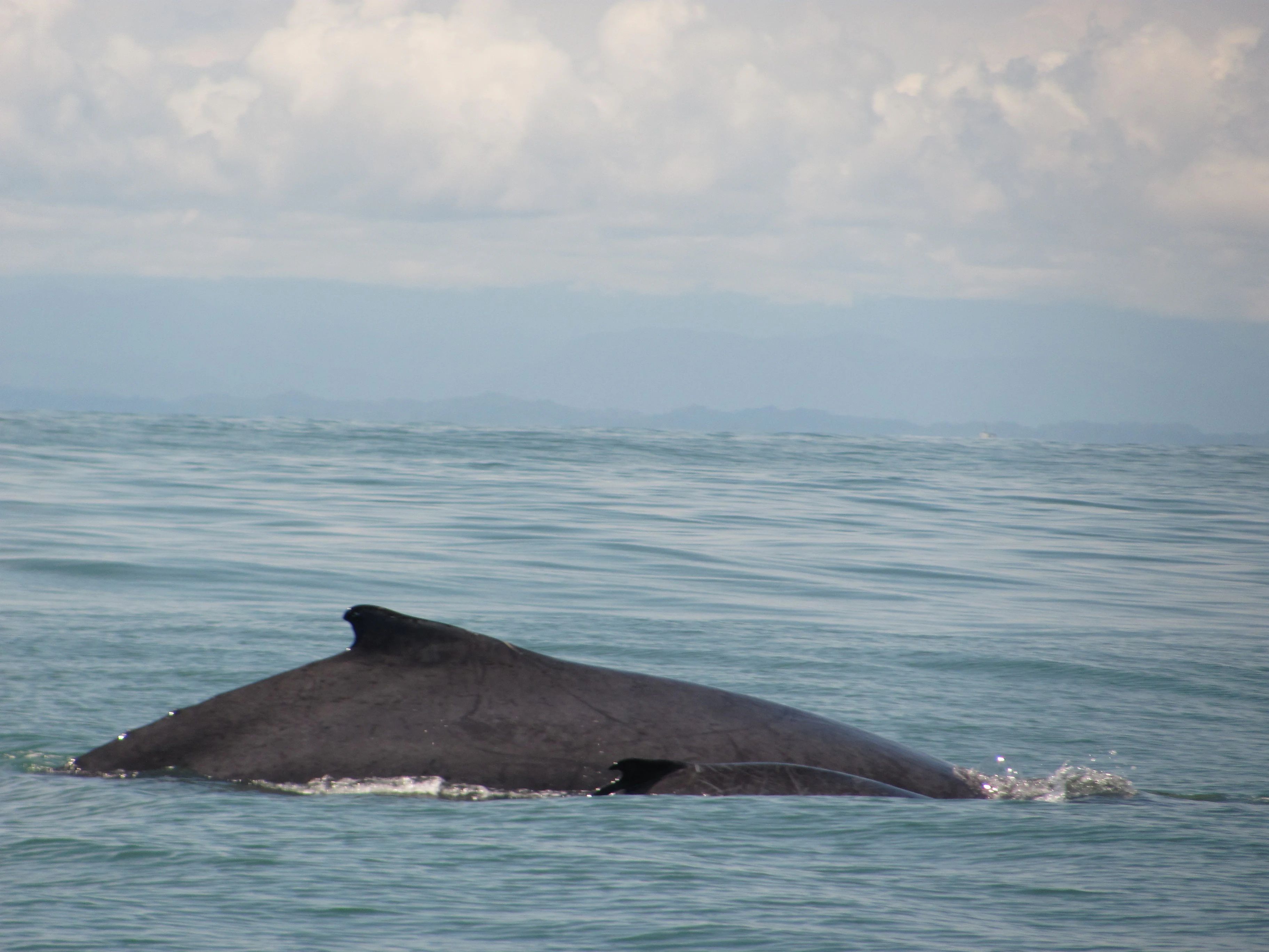 Humpback whale with dorsal fin visible above water surface in ocean