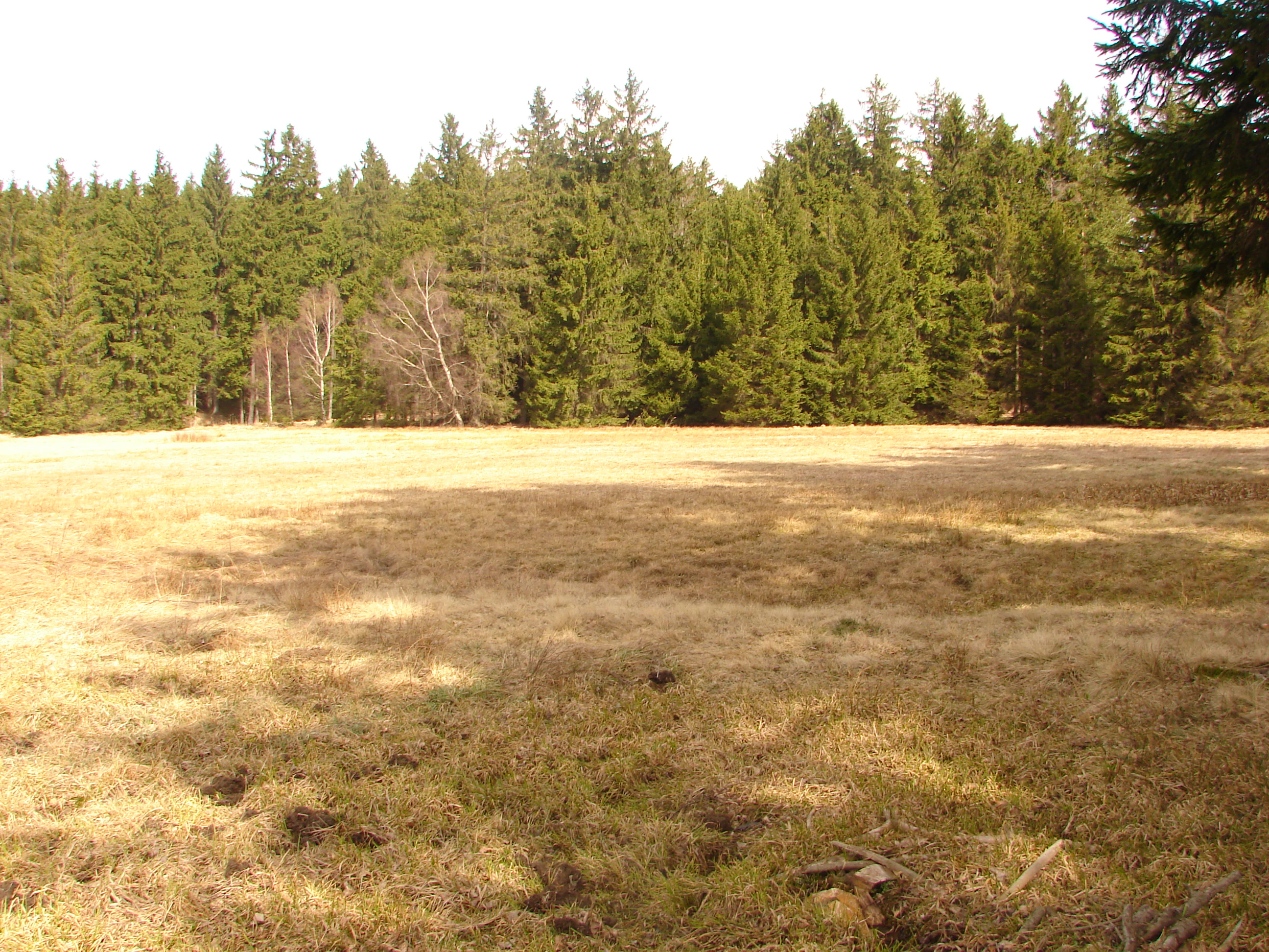A wide, dry, golden-brown meadow bordered by a dense evergreen forest under a bright sky.