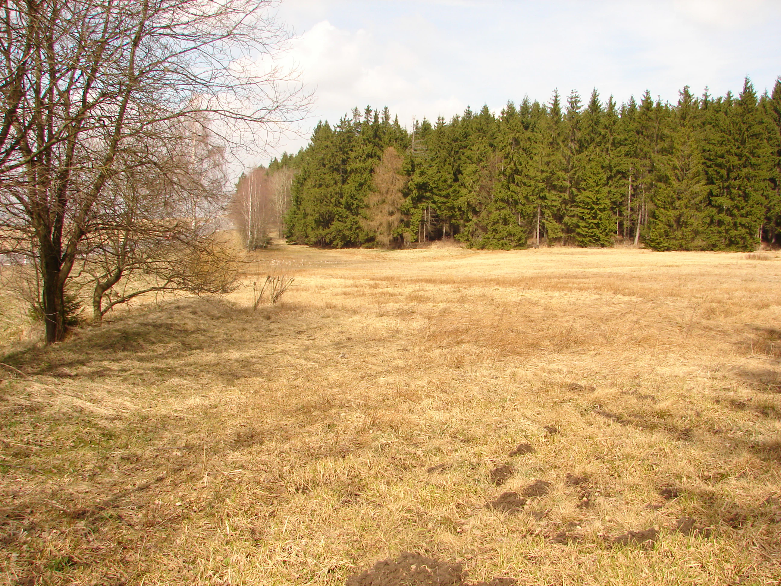 A wide view of a dry, brownish meadow bordered by a dense forest of evergreen trees under a bright sky in early spring.