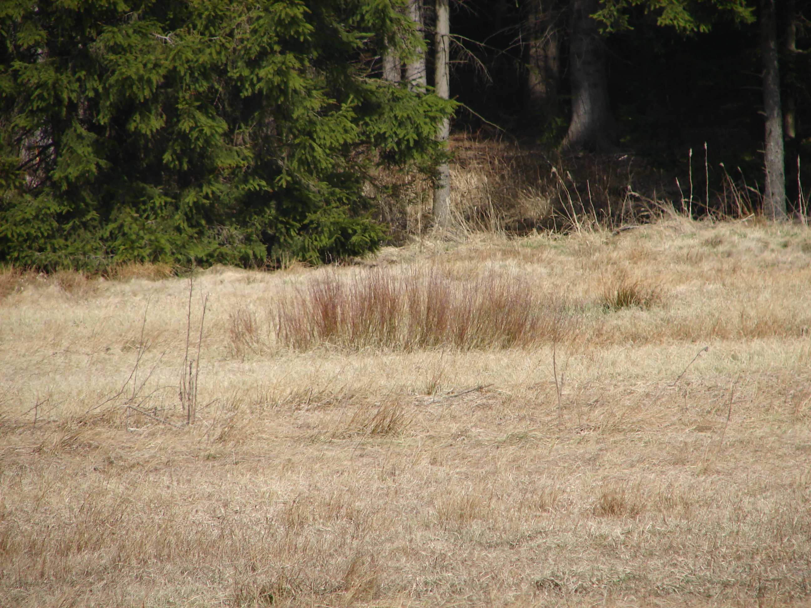A view of a dry, dormant meadow with withered grasses bordered by a line of dark spruce trees in the background.