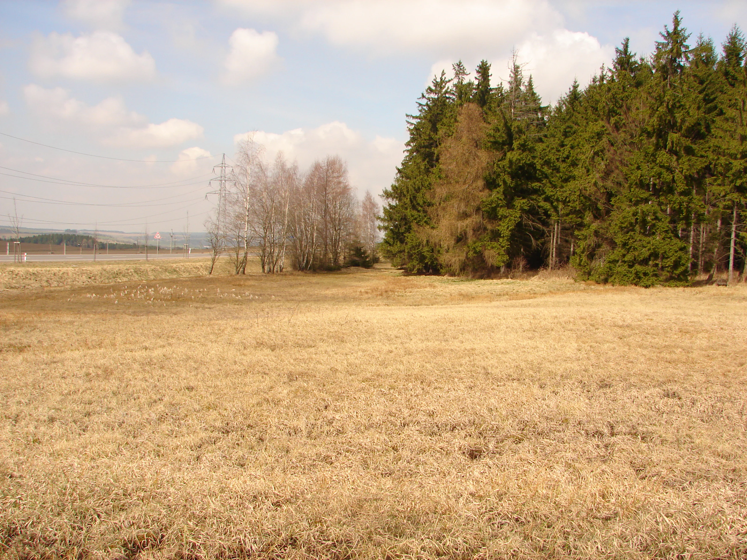 A wide, dry, grassy meadow transitions into a dense edge of coniferous forest, with a line of bare deciduous trees and power pylons visible in the distance under a partly cloudy sky.