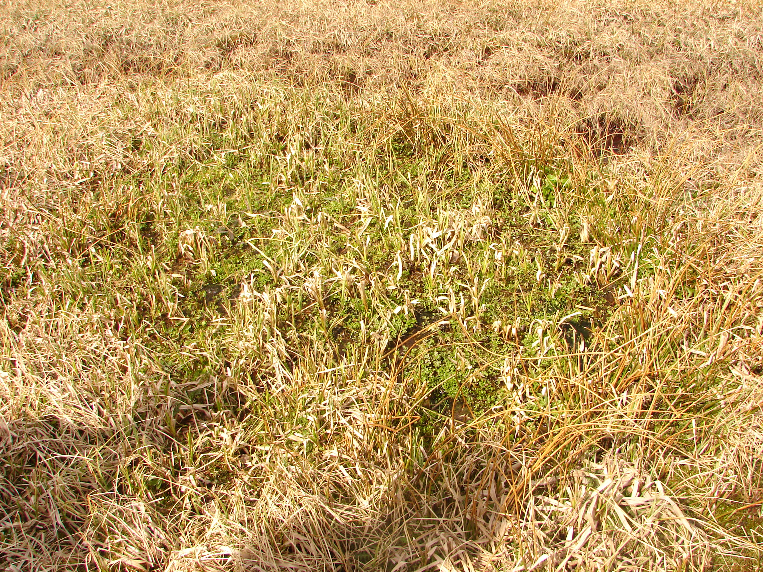 A close up view of dried, yellowed meadow grasses with a patch of vibrant green vegetation in the center, characteristic of a peat meadow.