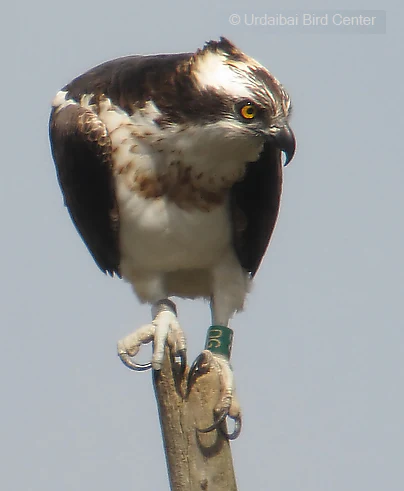 An osprey with dark brown wings, white chest, and yellow eye perched on a wooden post against a pale sky, with a green leg band visible.