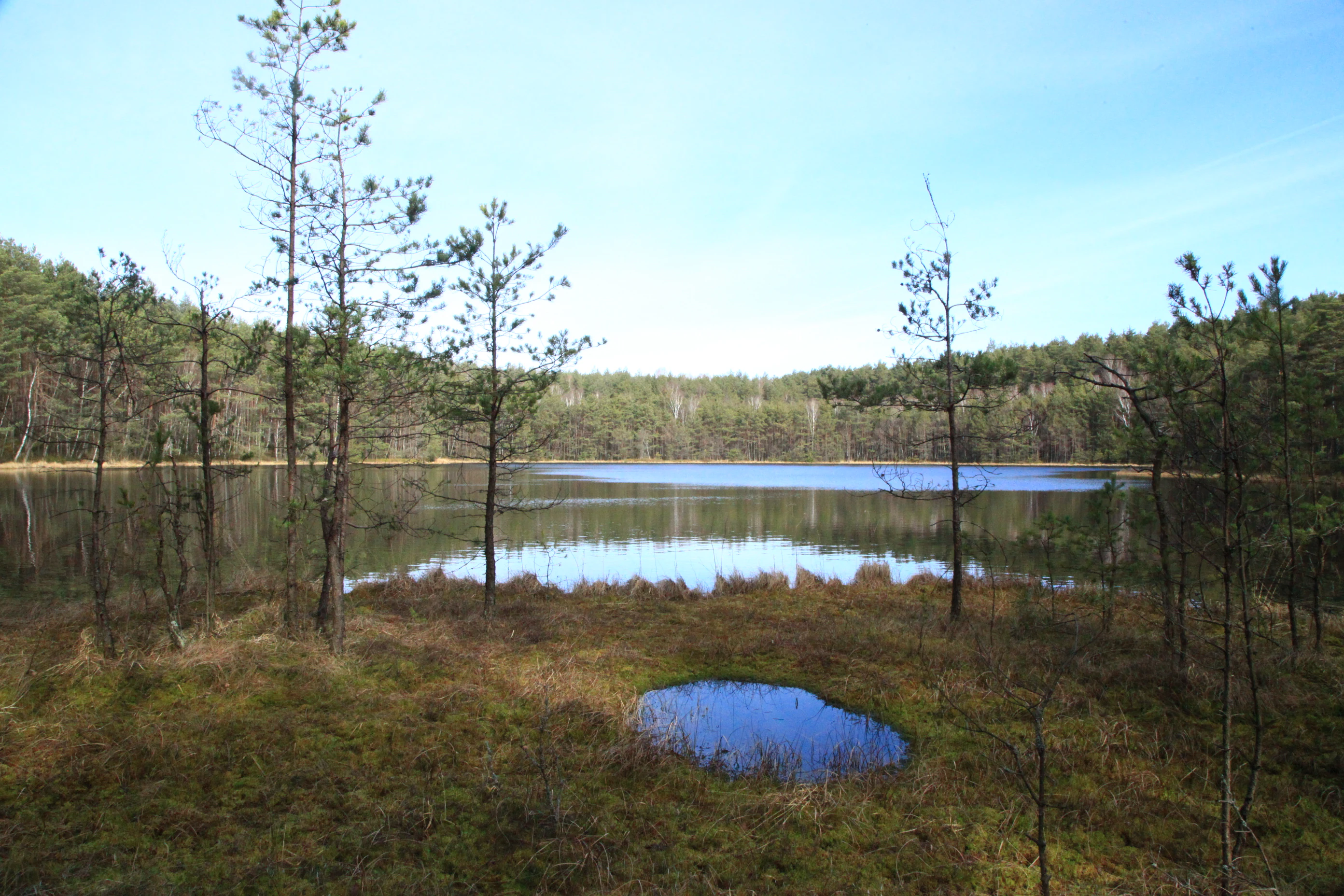 A calm, dark-water lake sits in a forest clearing, surrounded by sparse pine trees and peat bog vegetation, with a small pool of water in the grassy foreground.