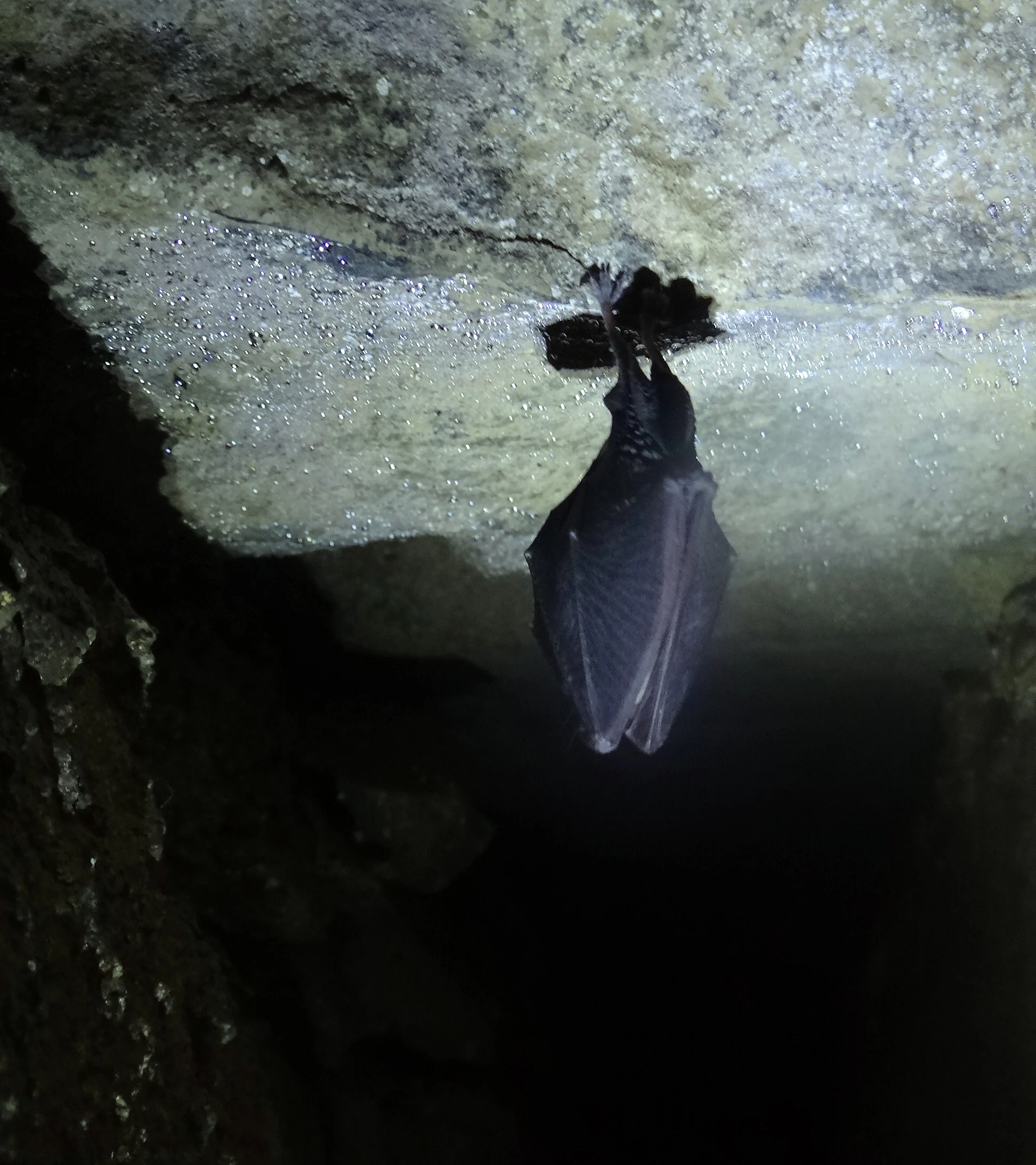 Zlotopienska Dziura cave