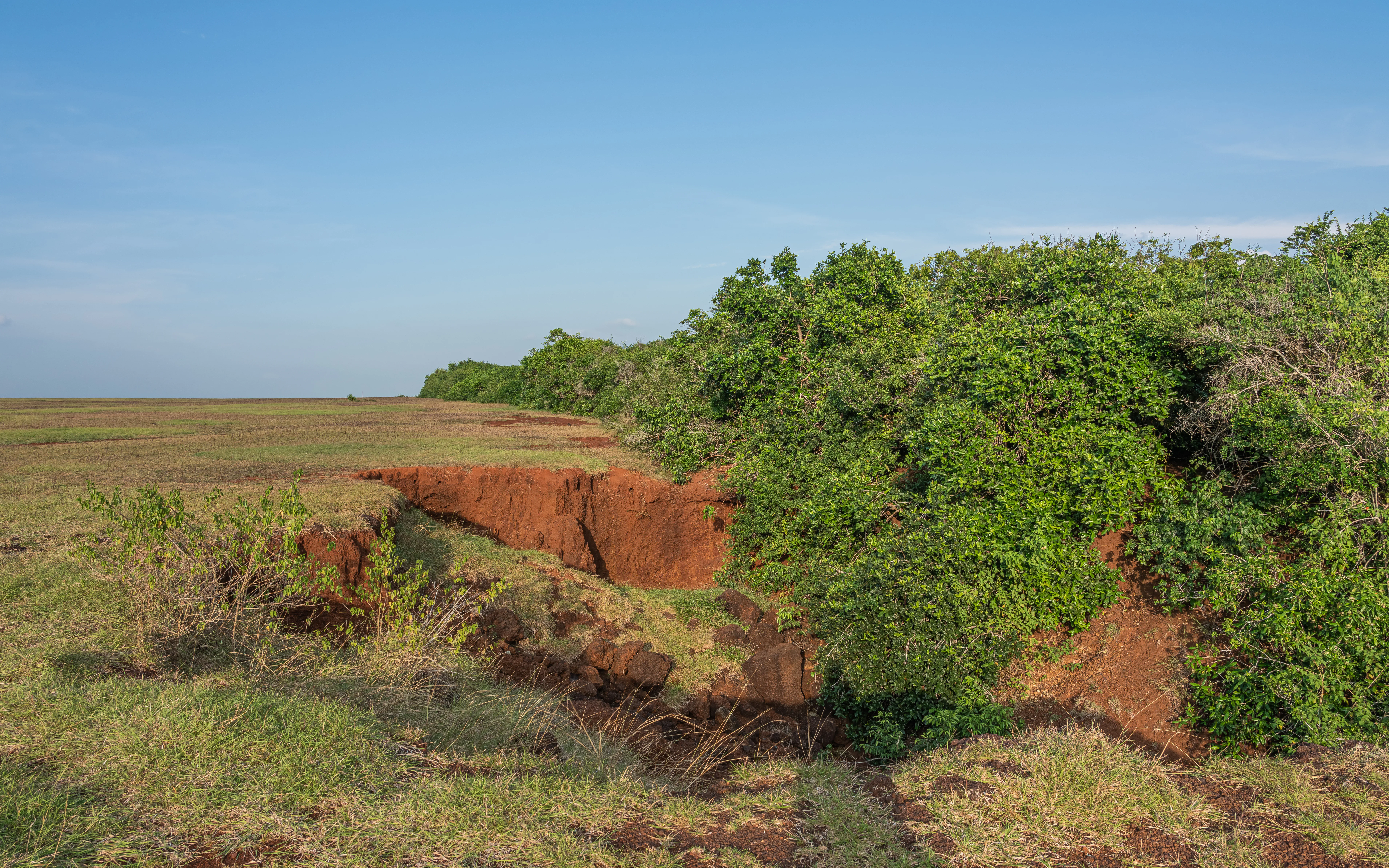 Grassy plain with red clay erosion features and dense green trees under clear blue sky
