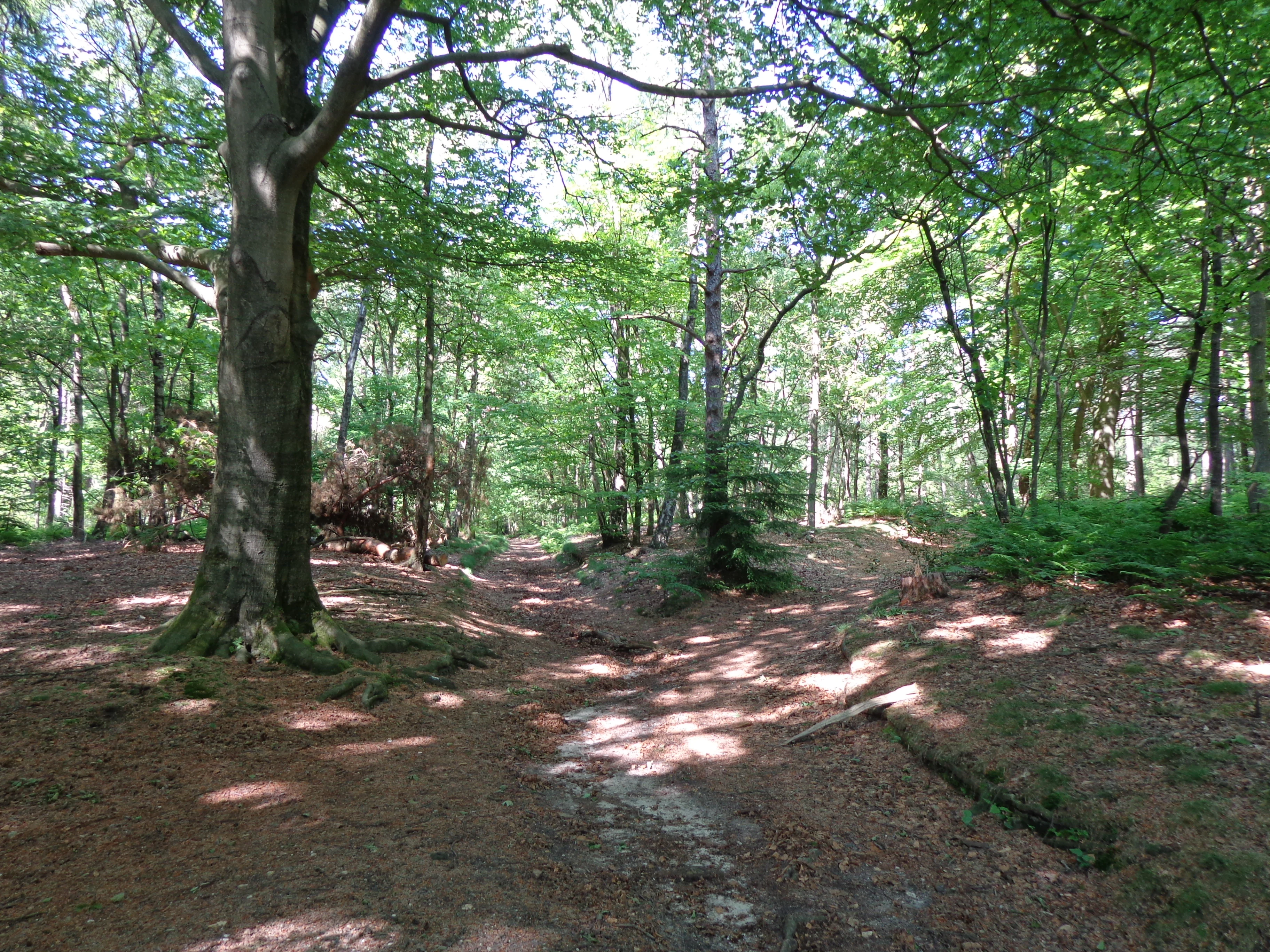 A forest path with tall trees and dappled sunlight filtering through the canopy