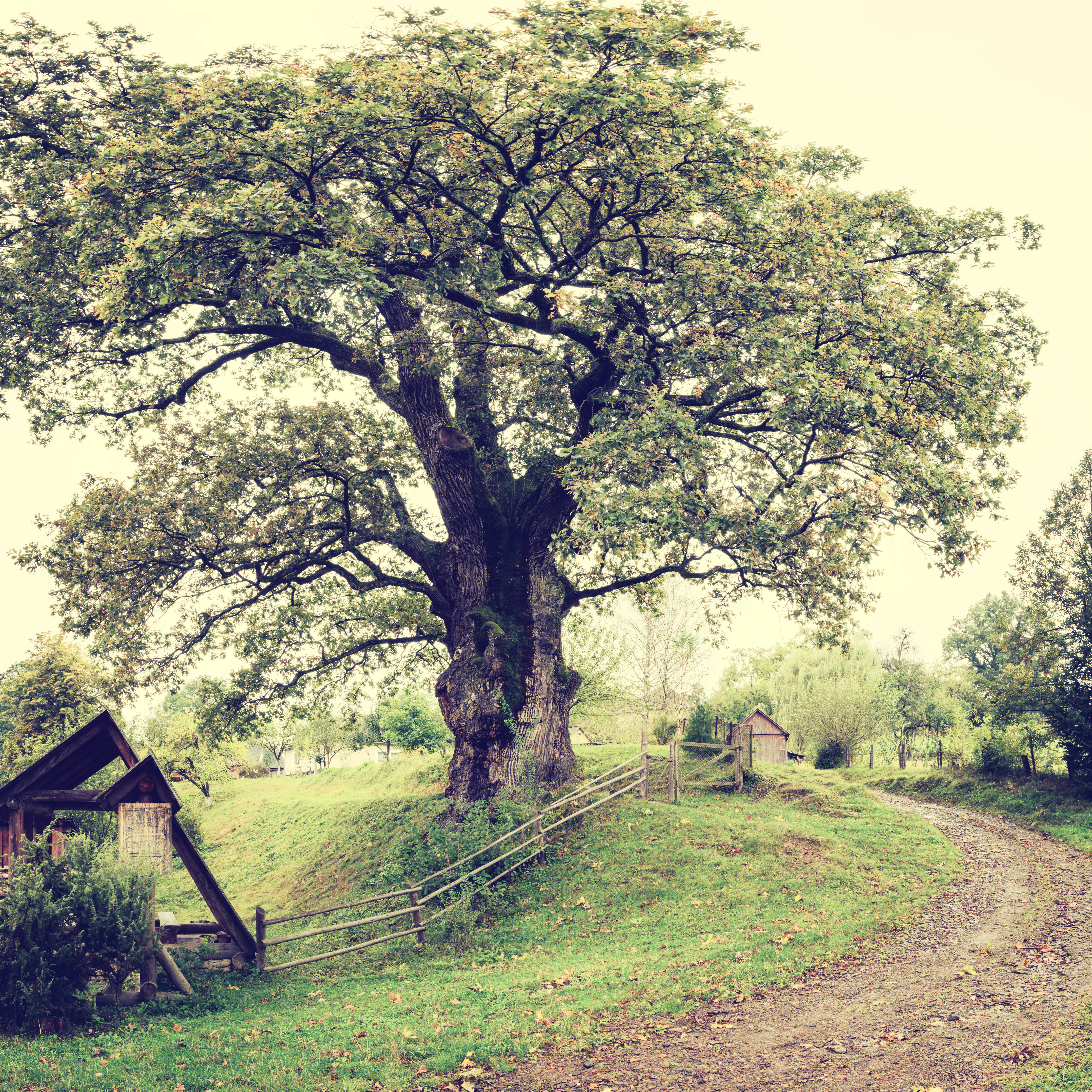 Large oak tree with thick trunk and extensive branches, wooden fence, dirt path, and small building on grassy hillside