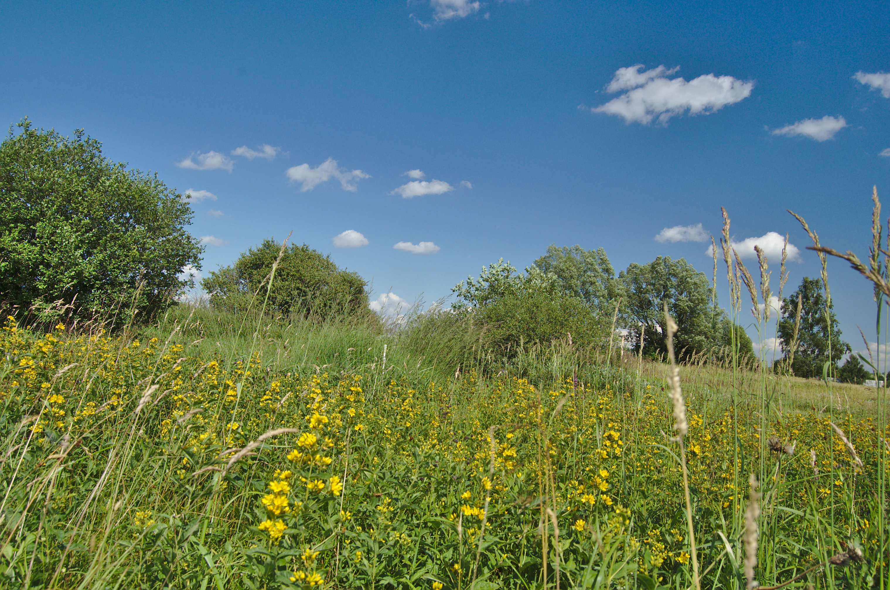 A low angle view of a lush green meadow filled with yellow wildflowers under a bright blue sky with scattered white clouds, with trees in the midground.