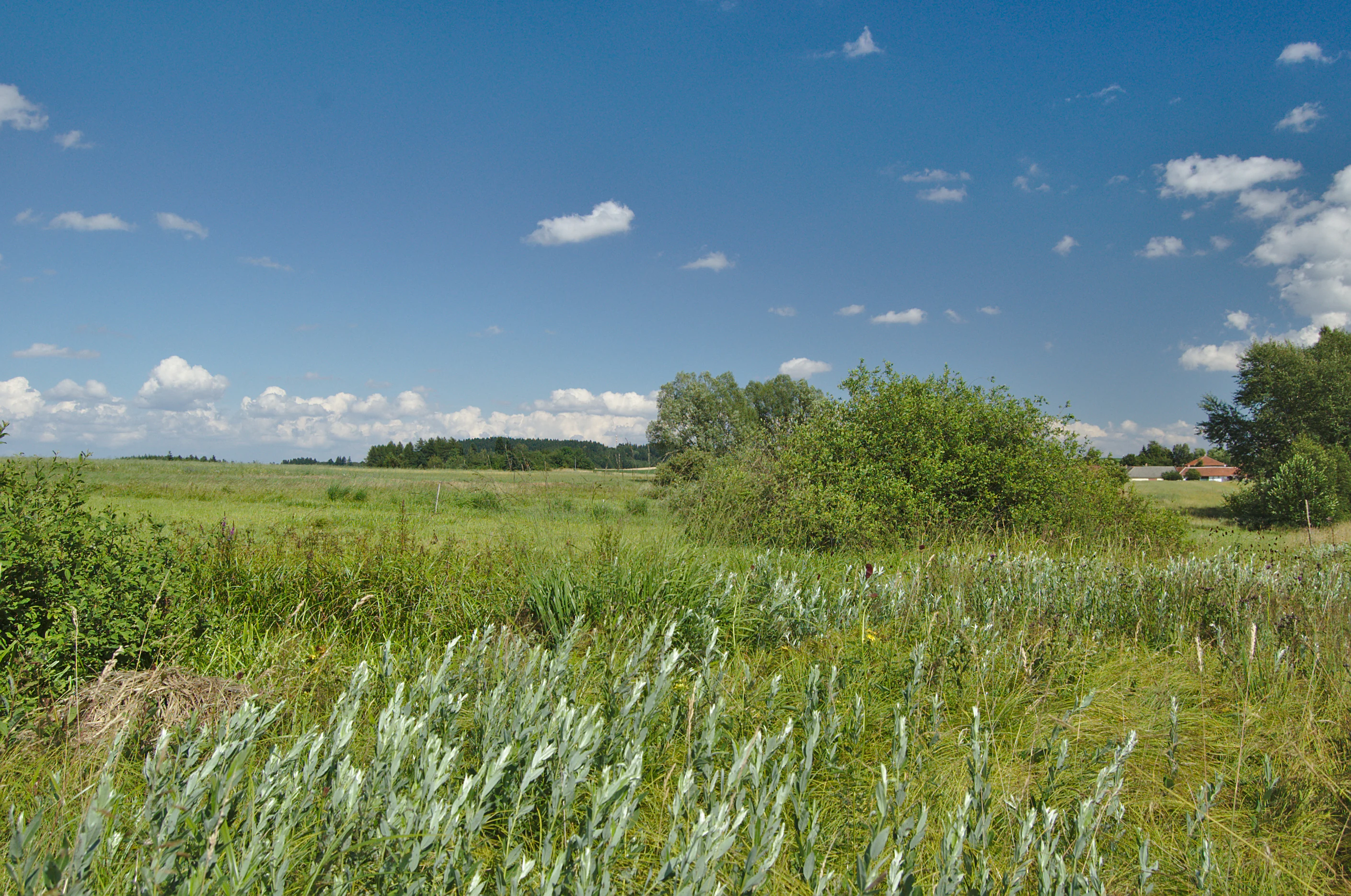 A wide outdoor view of a green meadow under a blue sky with scattered clouds, with tall grasses and shrubs in the foreground and a distant line of trees.