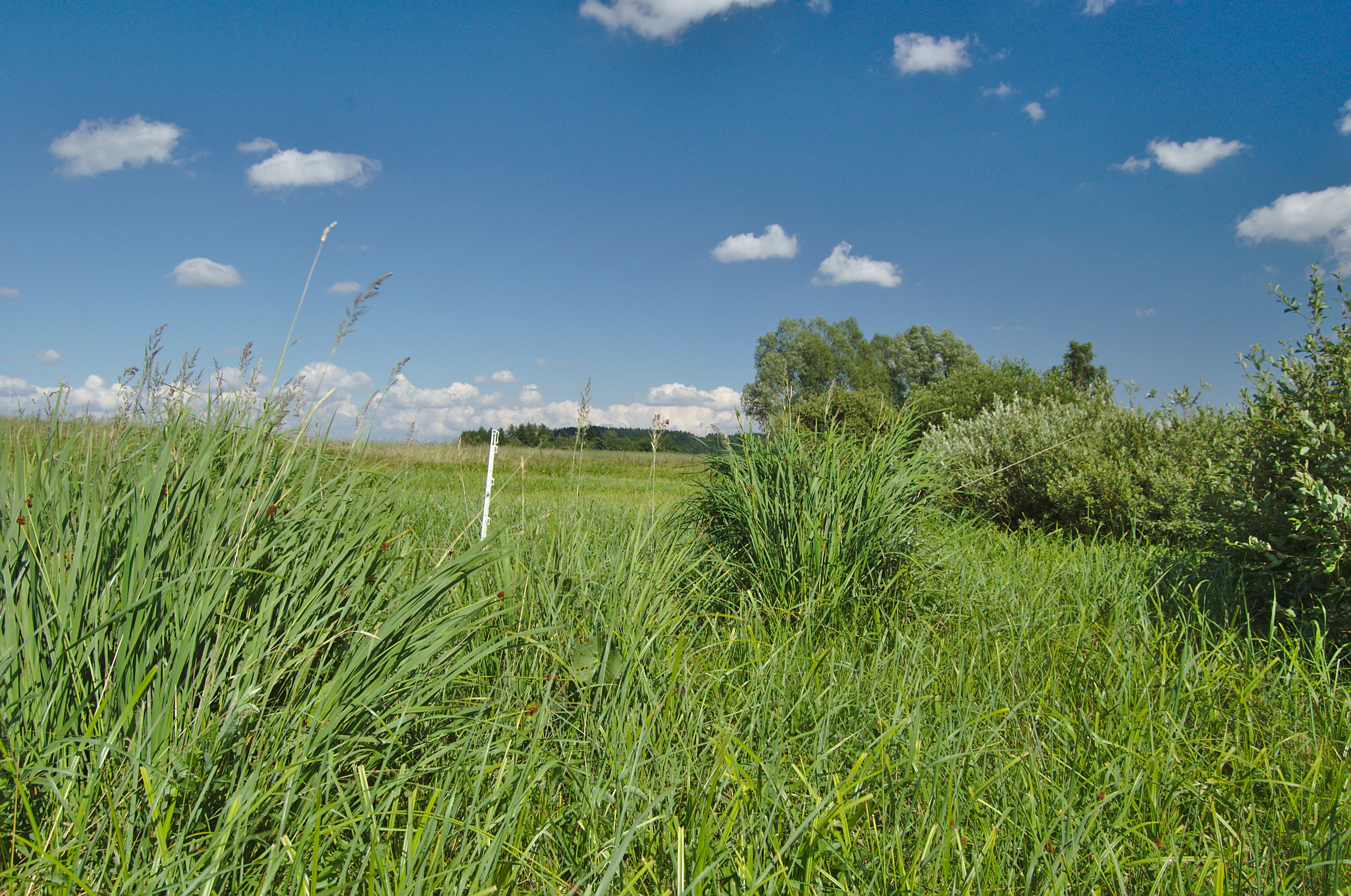 A green meadow with tall grasses and shrubs under a blue sky with scattered white clouds, captured at the V chaloupkách natural monument in the Czech Republic.