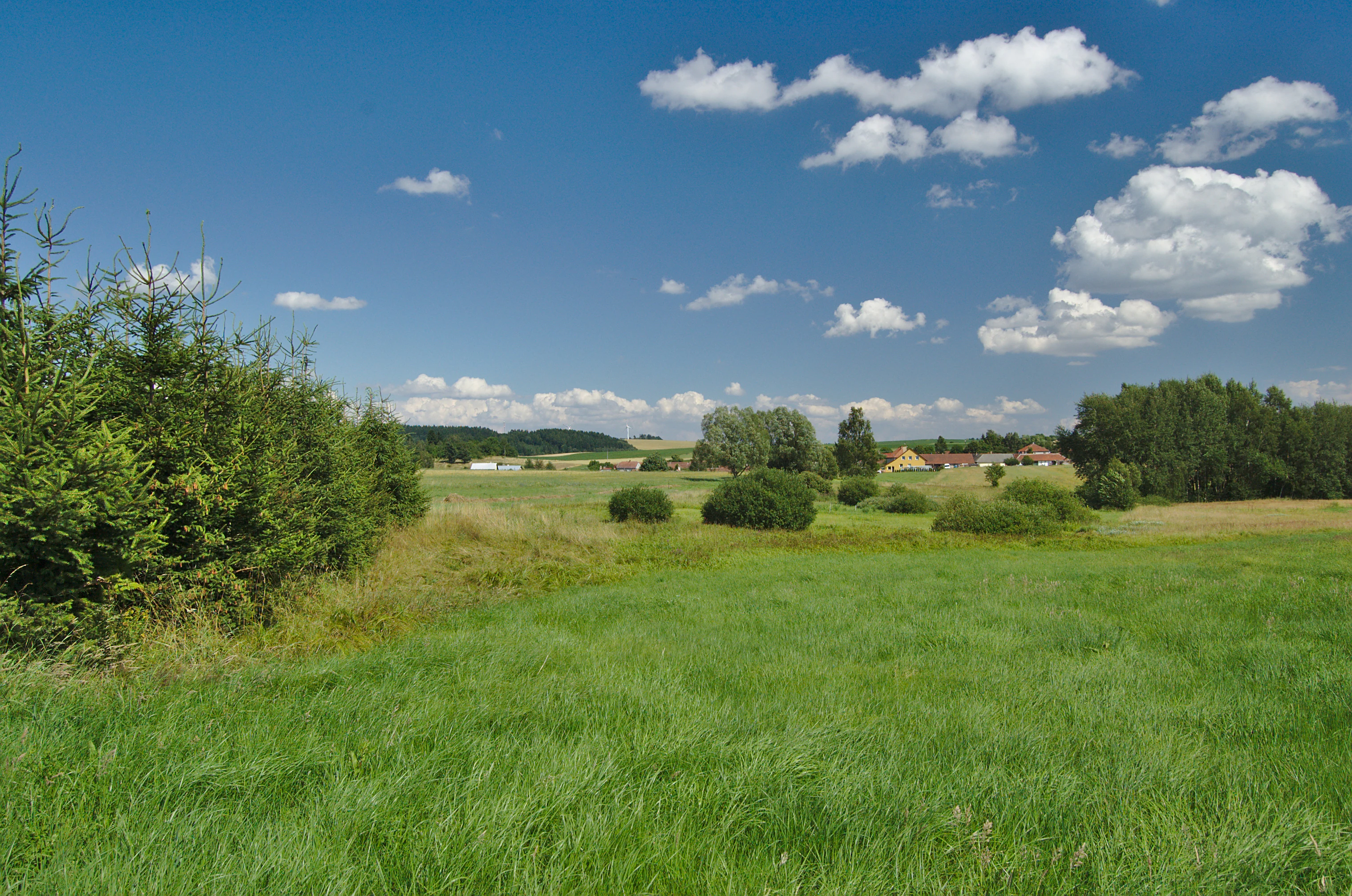 A wide outdoor view of a grassy meadow under a blue sky with scattered clouds, bordered by a dense evergreen thicket on the left and distant trees and buildings on the right.