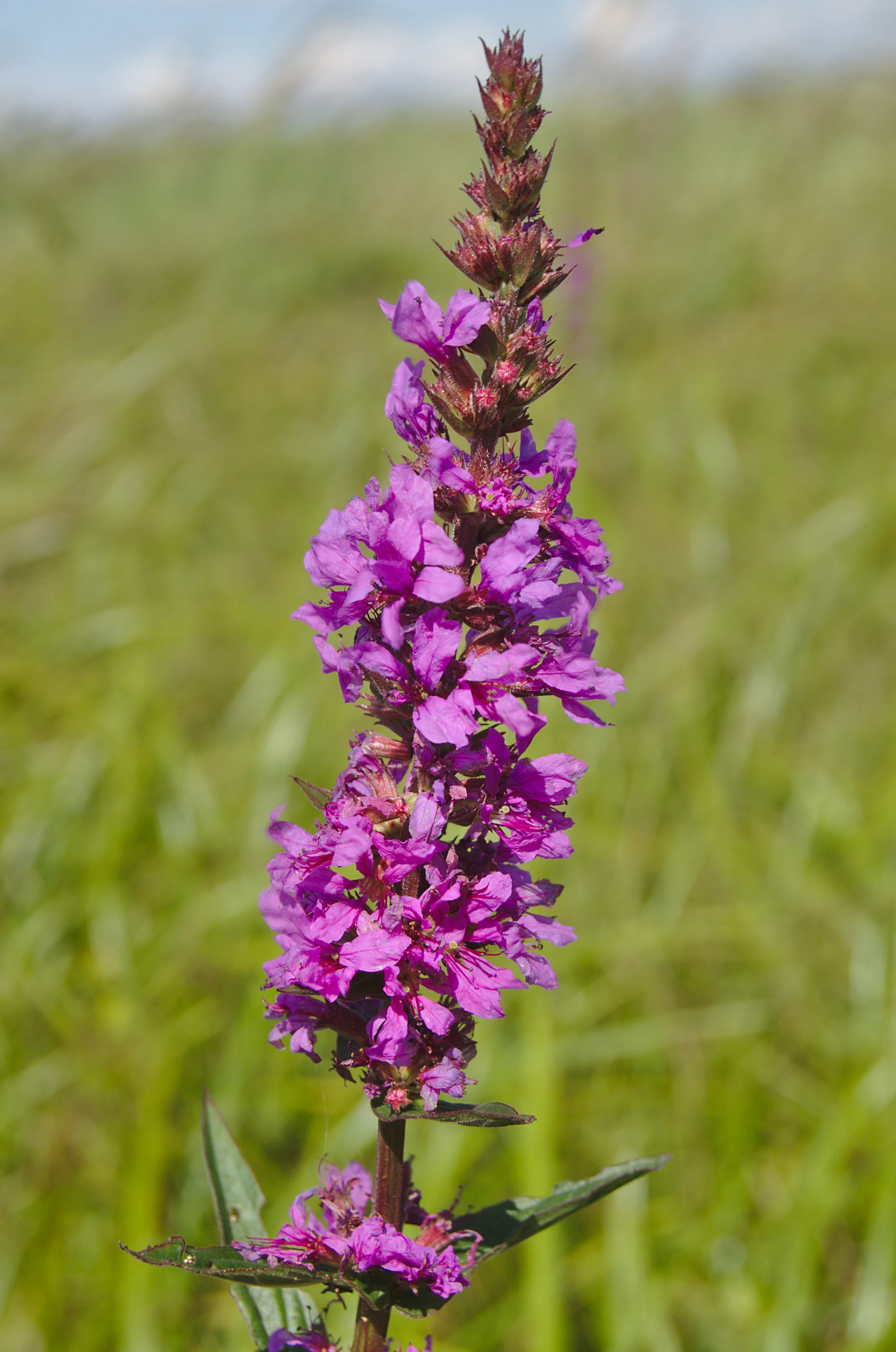 A purple wildflower with a tall, spike-like cluster of blooms set against a soft-focus green grassy meadow.