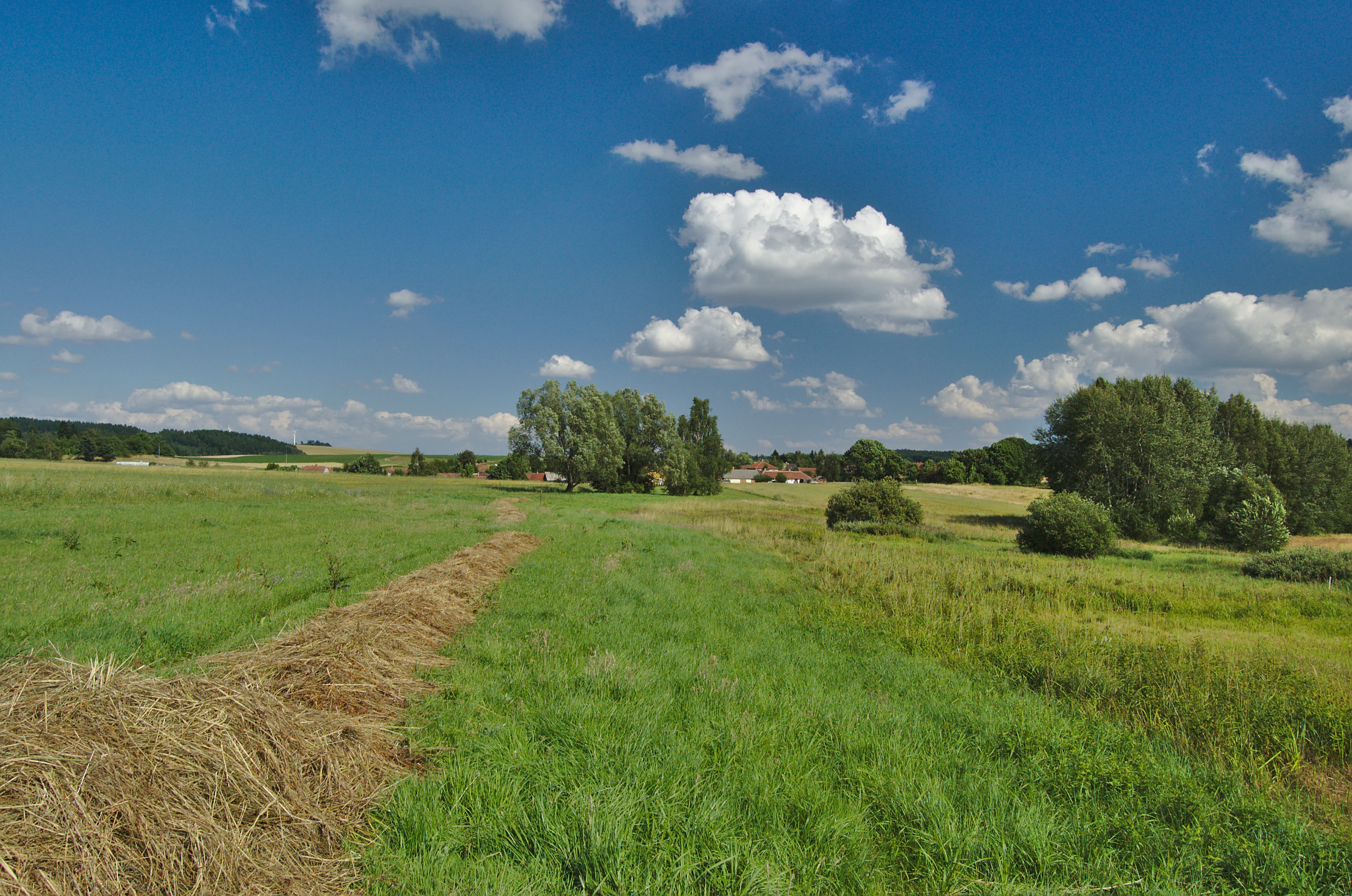 A wide view of a grassy meadow with a harvested windrow of hay in the foreground, interspersed with clusters of trees under a blue sky with scattered clouds.