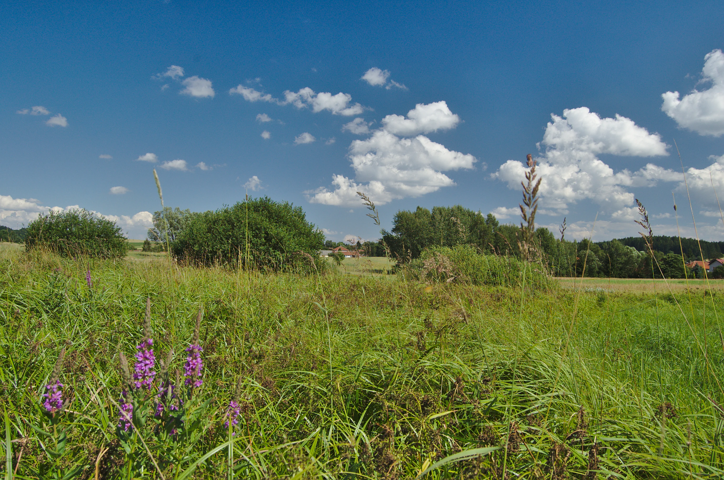 A wide view of a grassy meadow with patches of shrubs and trees under a clear blue sky with white clouds. Purple wildflowers bloom in the foreground.