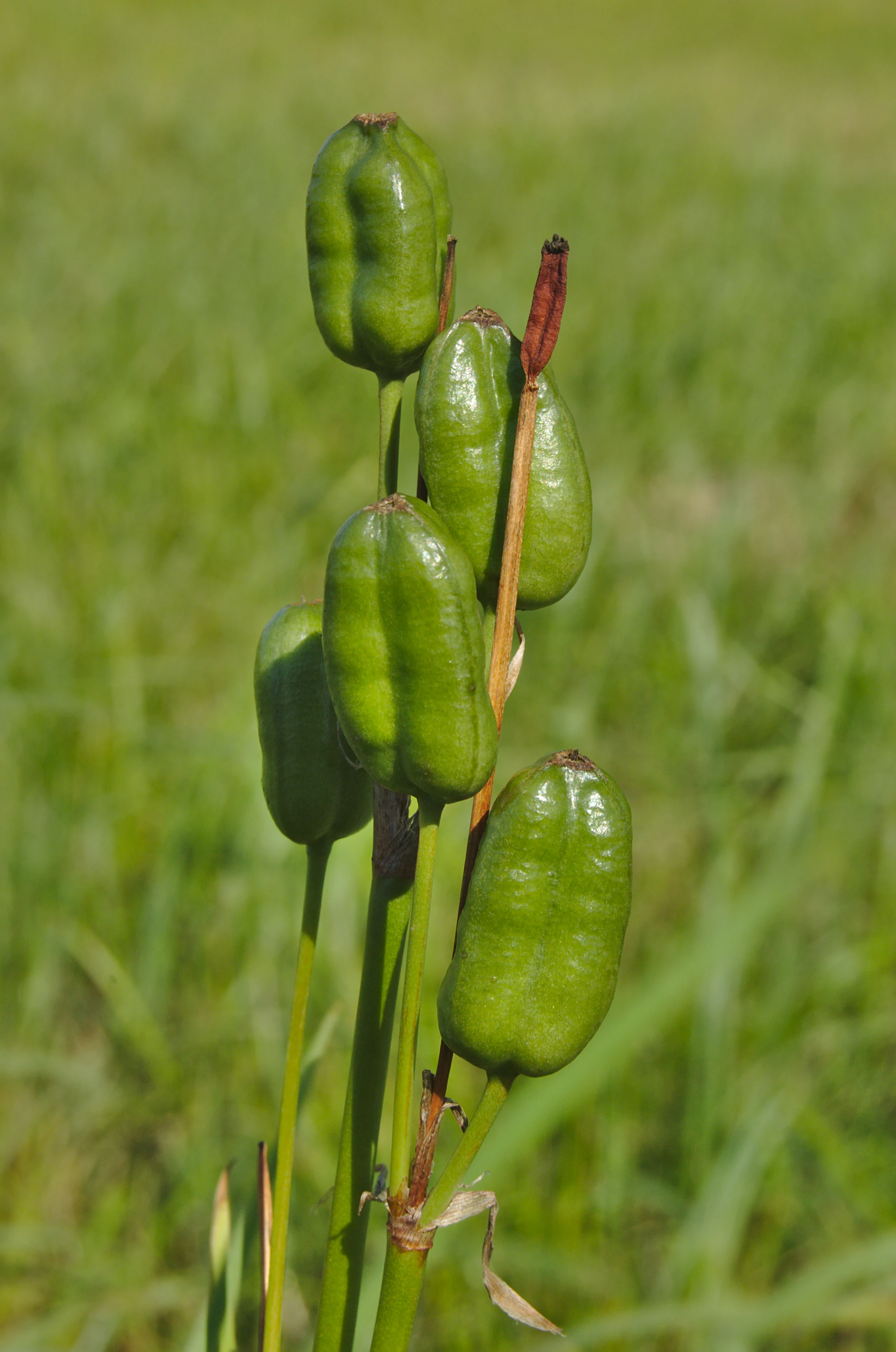 A close-up vertical photograph of several green seed capsules from a Gladiolus imbricatus plant against a blurred green meadow background.