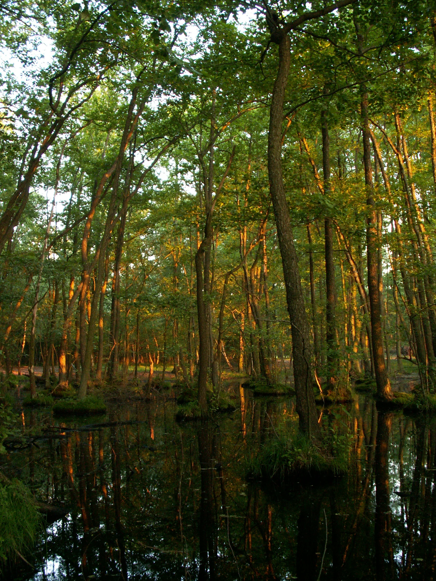 A dense forest with many tall trees growing directly out of dark, reflective wetland pools under warm golden light.