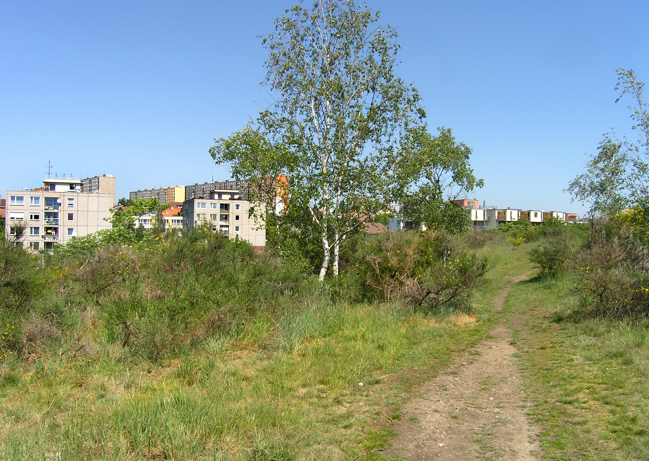 A dirt trail winds through a grassy, shrub-filled field toward apartment buildings in the distance under a clear blue sky.