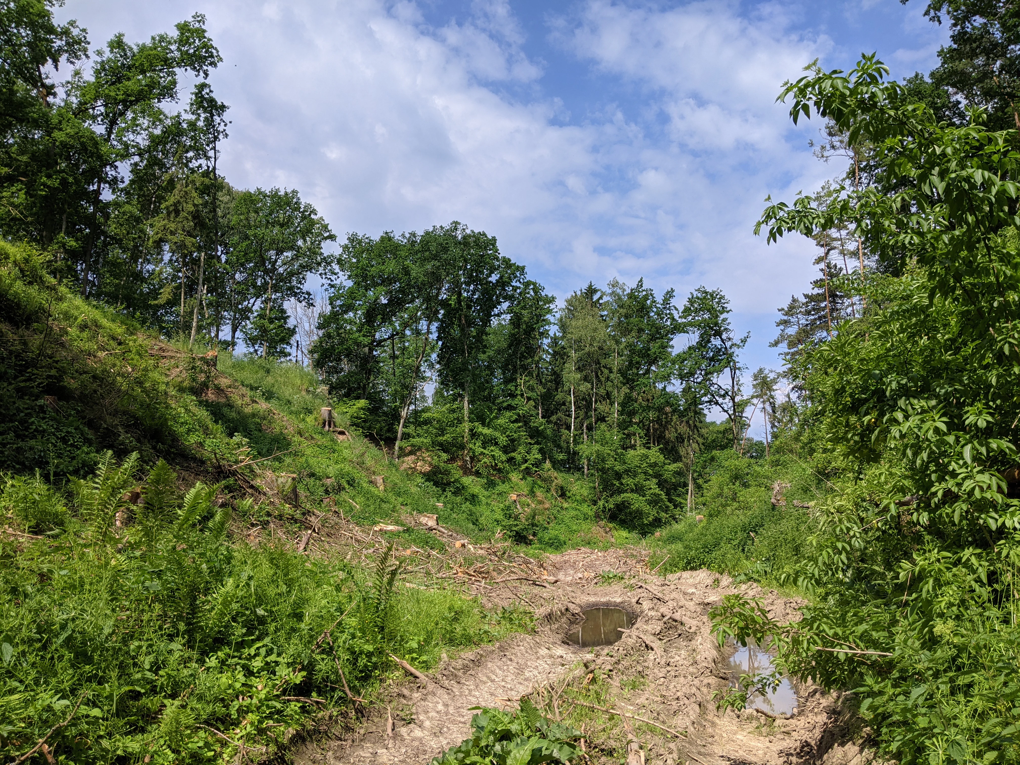 A view looking down into a wooded ravine with a dirt trail and scattered vegetation under a partly cloudy sky.