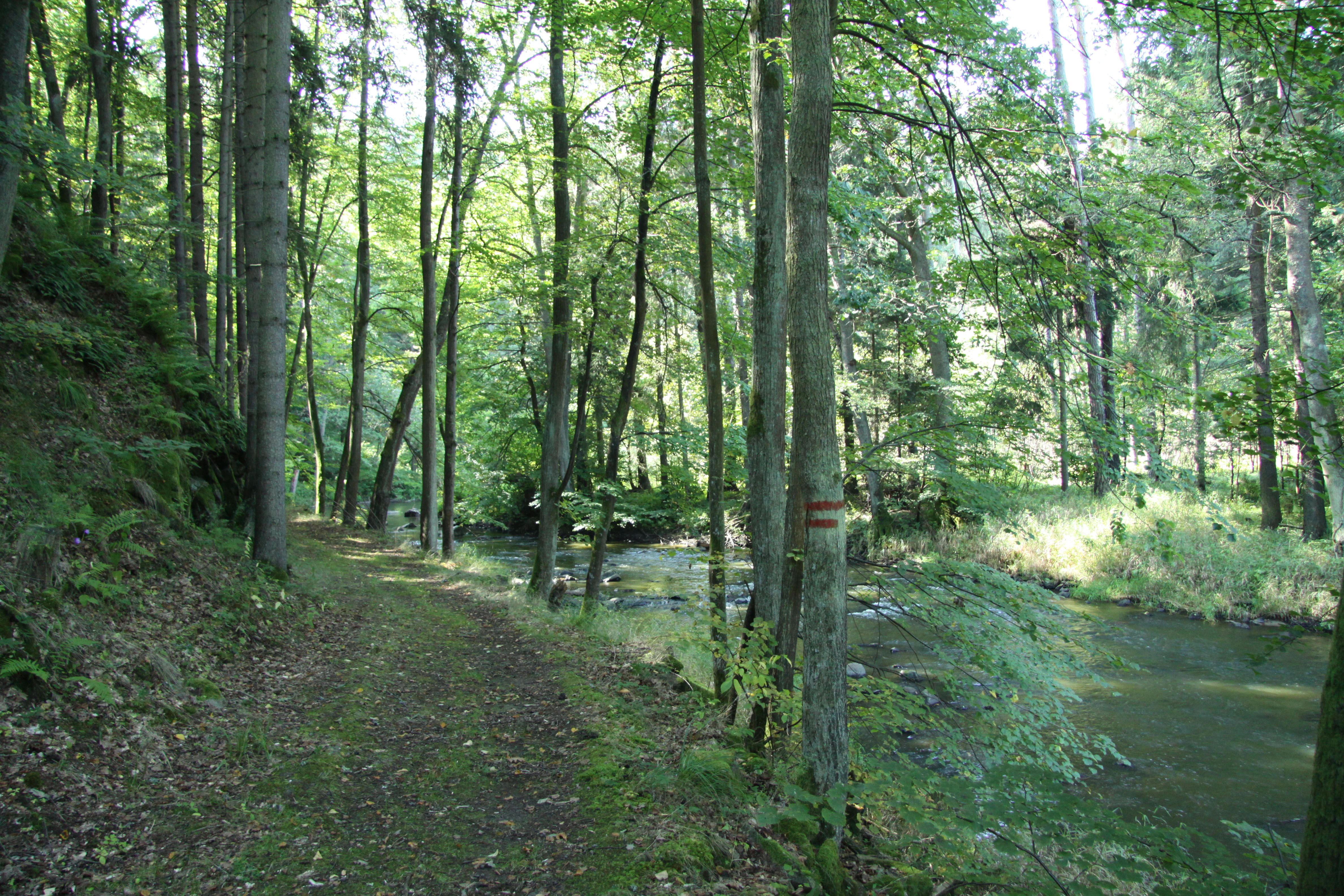 A dirt path runs along the edge of a forested riverbank with dense green trees and a shallow stream visible to the right.