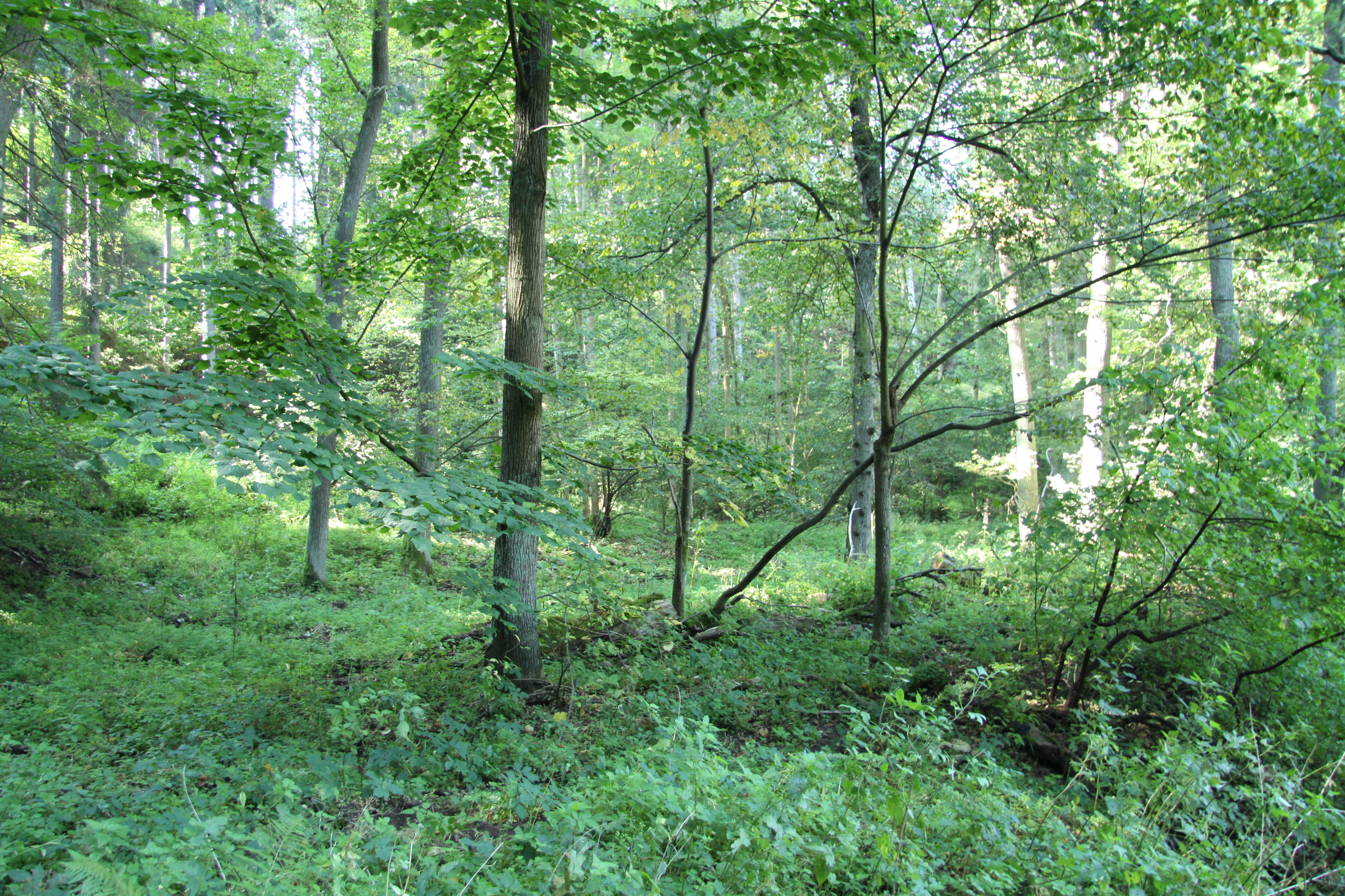 A dense, deciduous forest scene with sunlight filtering through green leaves onto the forest floor covered in low vegetation.