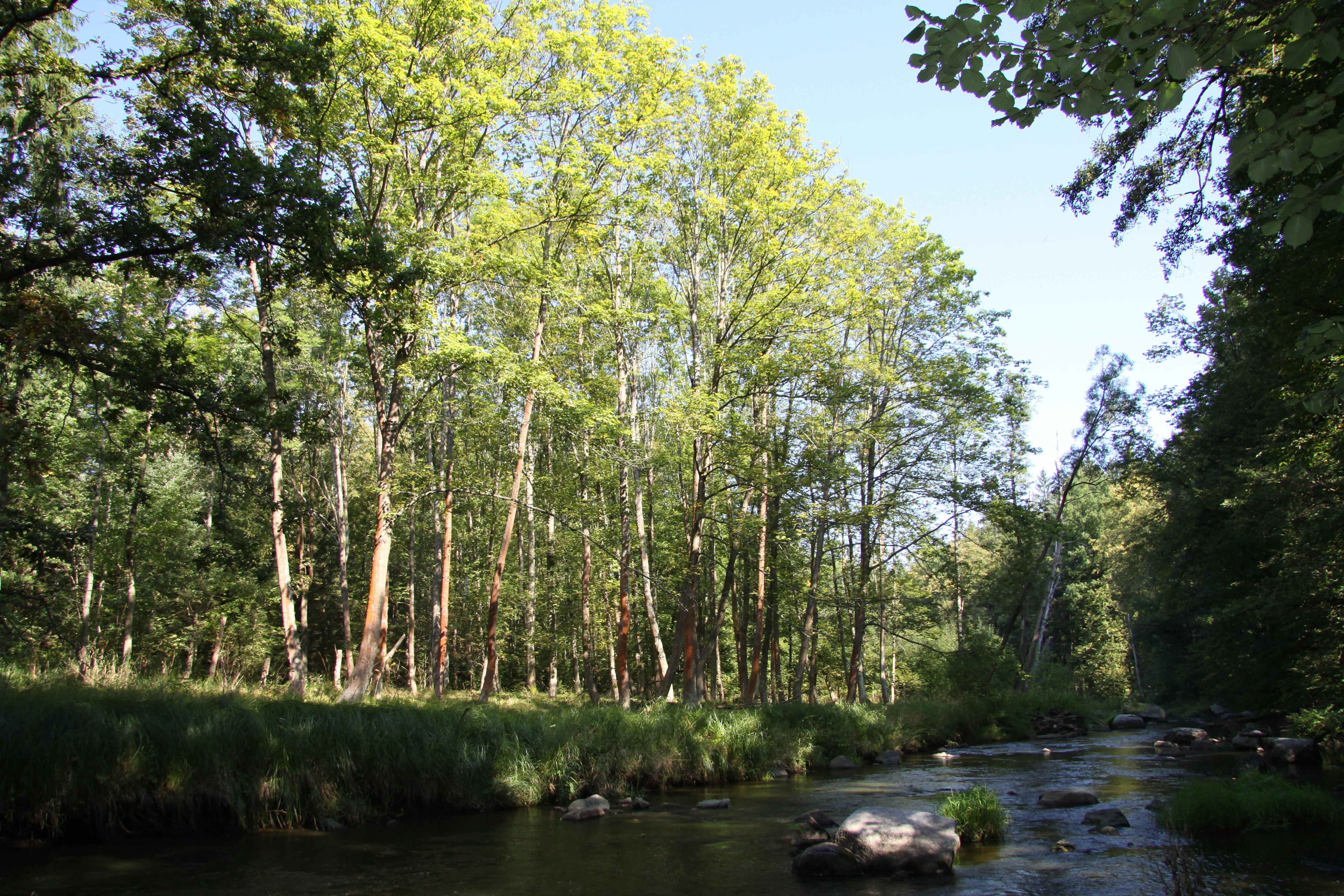 A peaceful river flows through a lush, dense forest with green deciduous trees on a clear day.