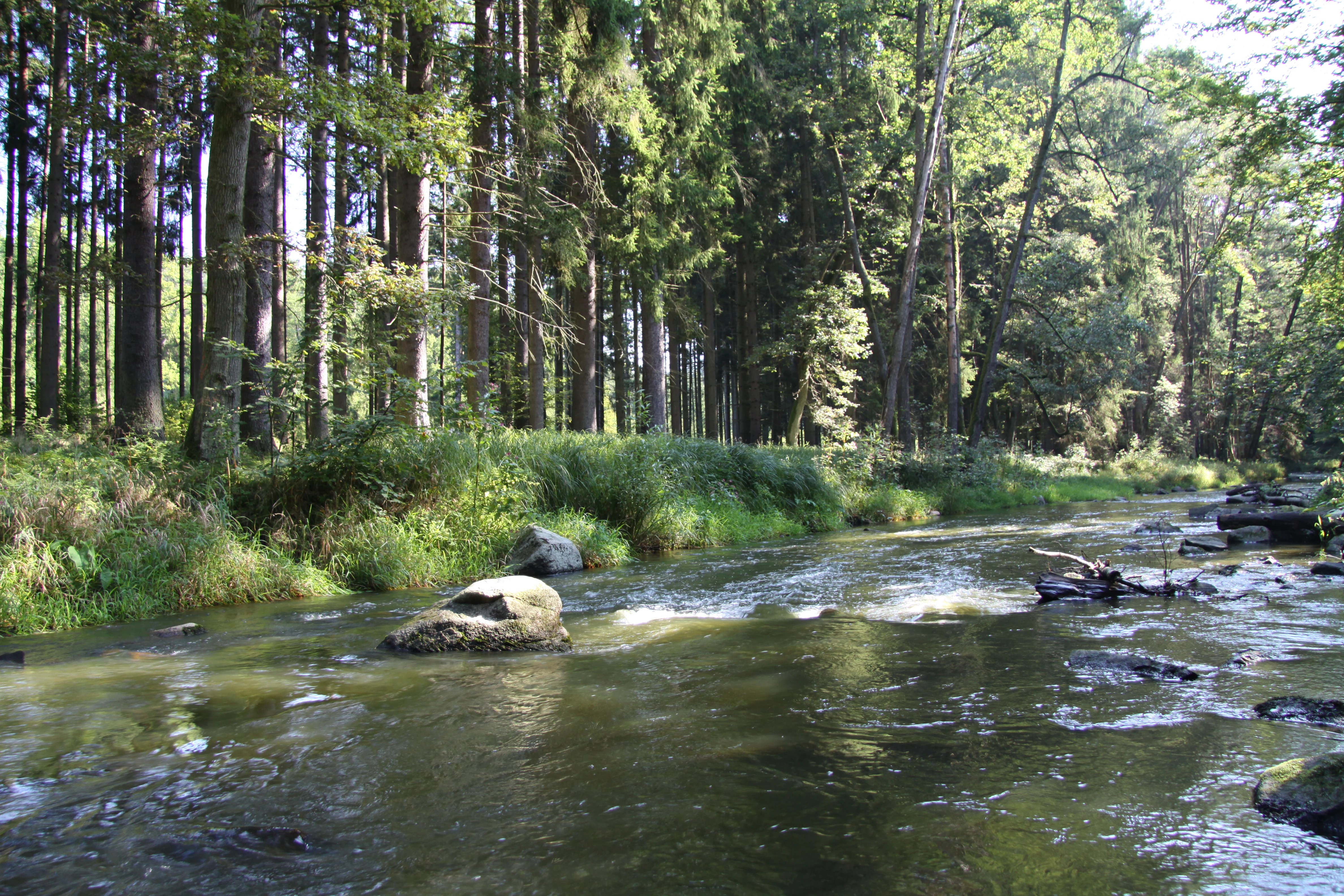 A calm, shallow river flowing through a lush green forest with large rocks visible in the water.