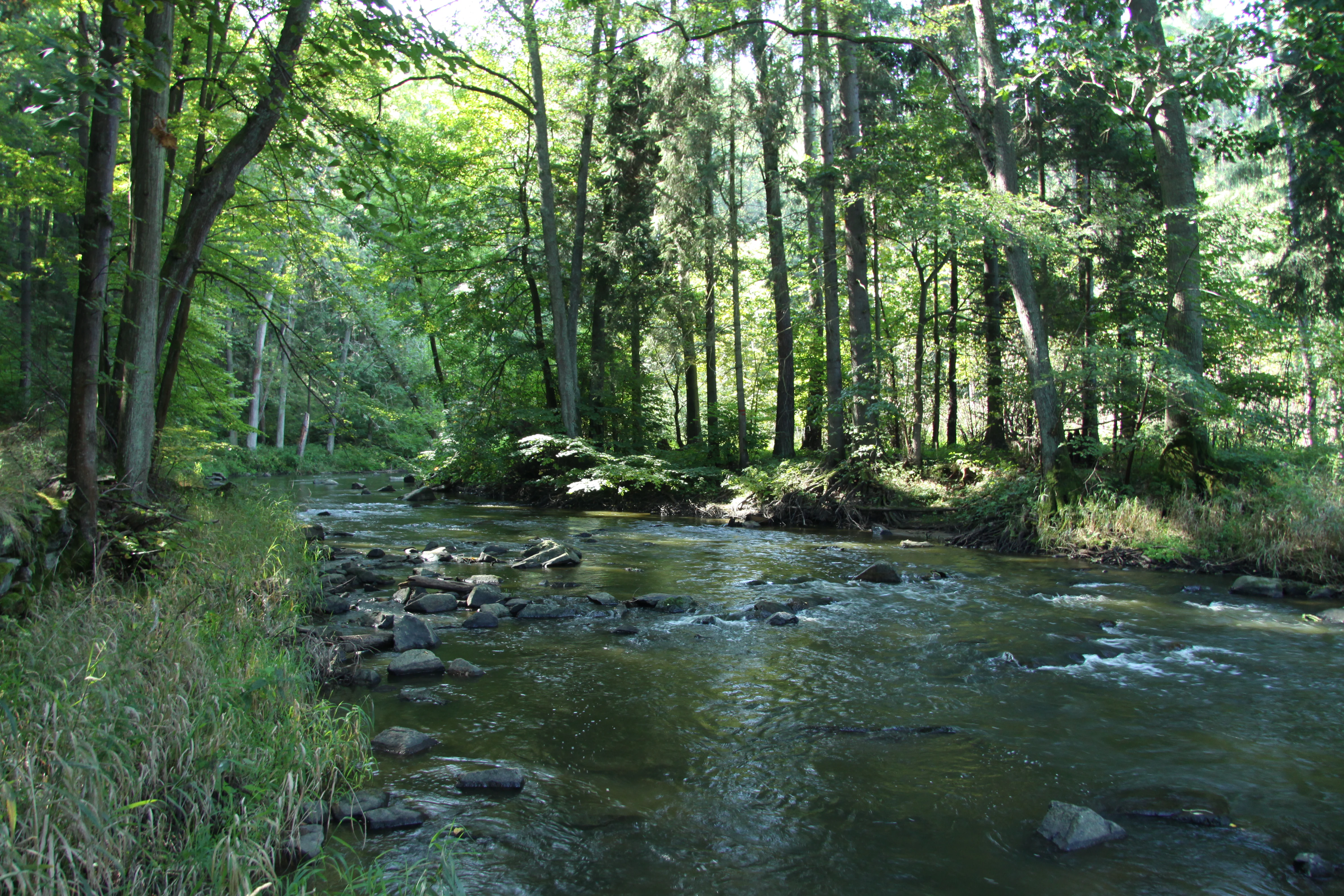 A view of a flowing river winding through a dense, green forest with rocks visible in the water.